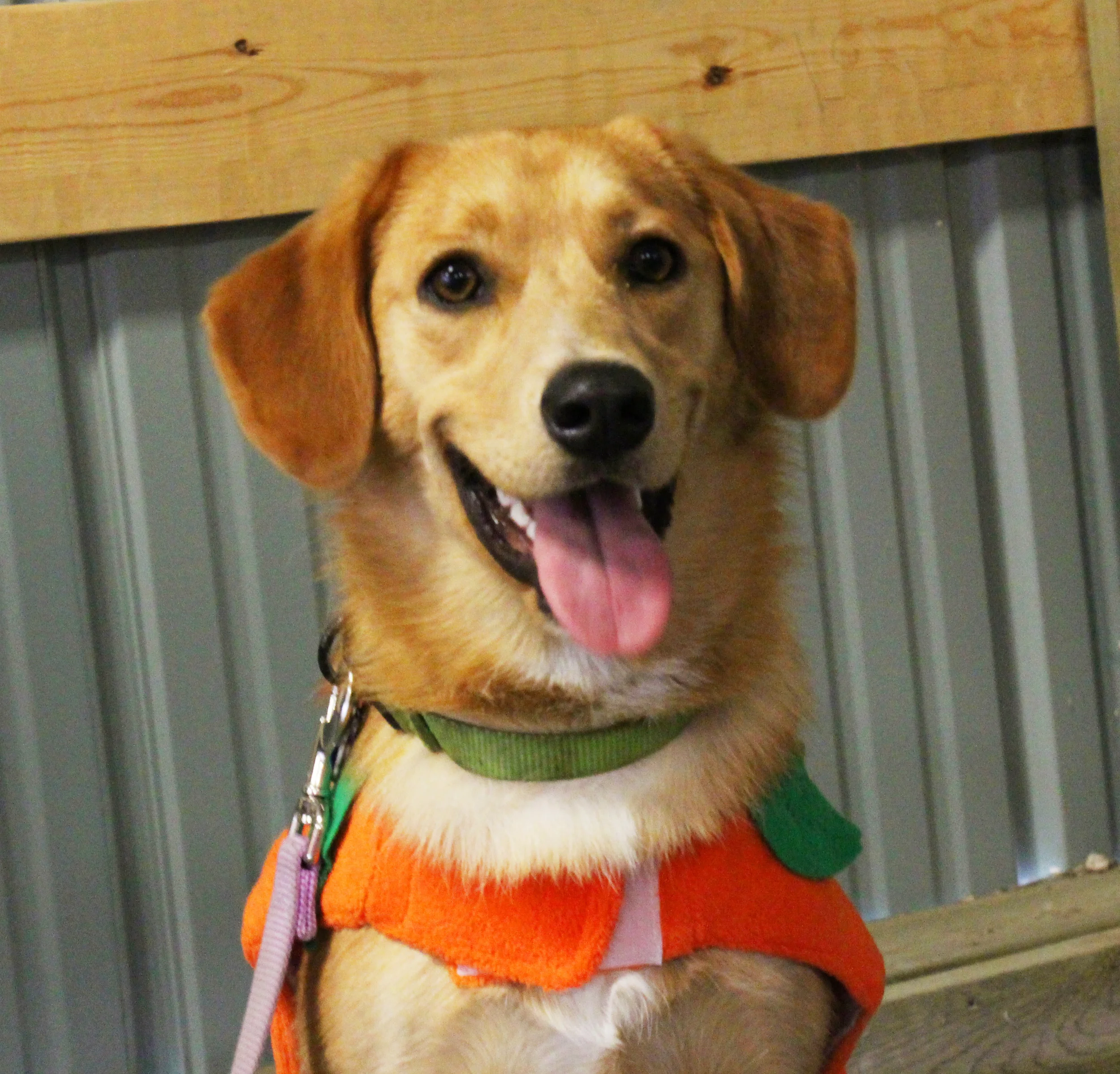 Pumpkin at the Manitoba Mutts fashion show.