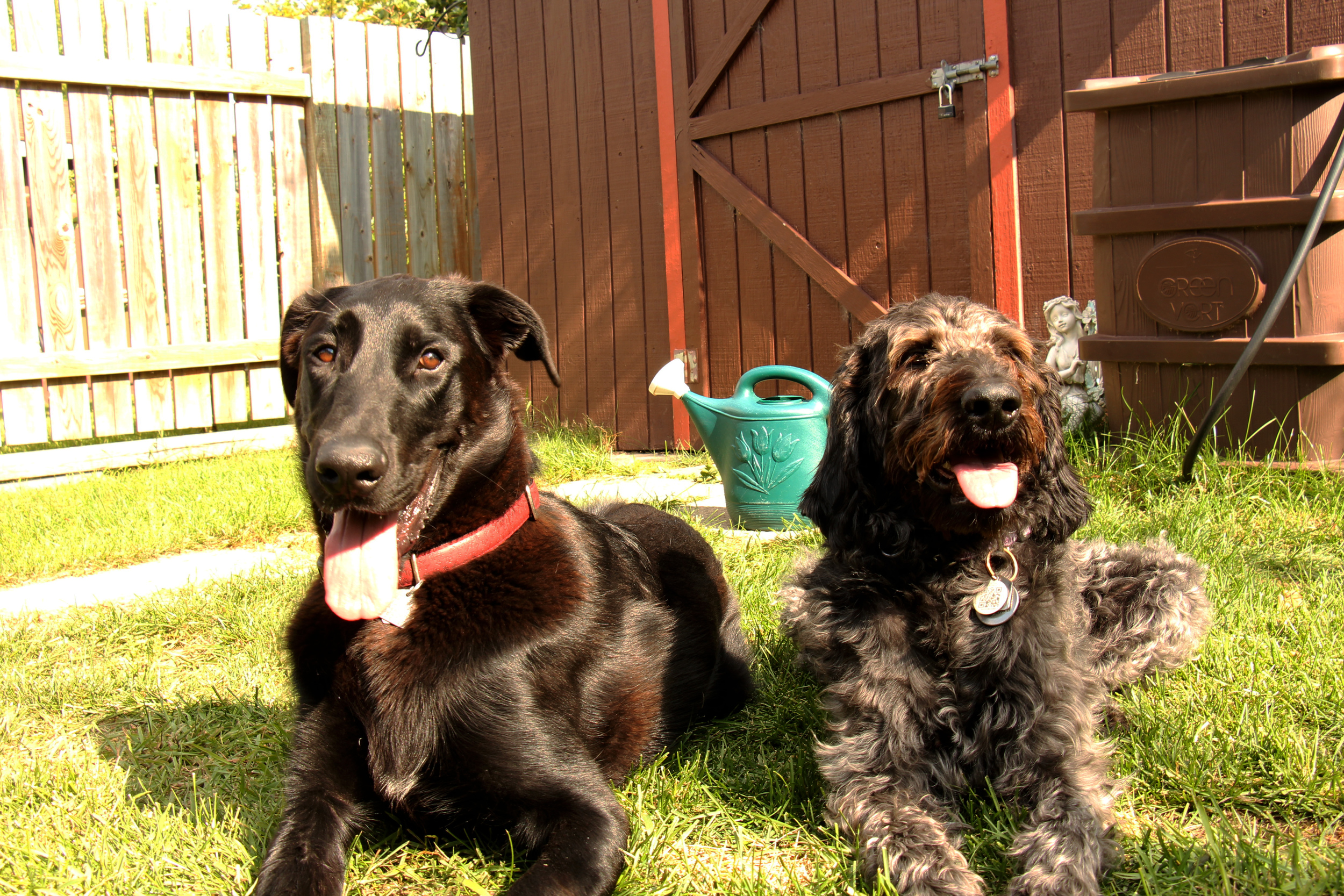 Vader and Freya enjoying the backyard sun.&nbsp;