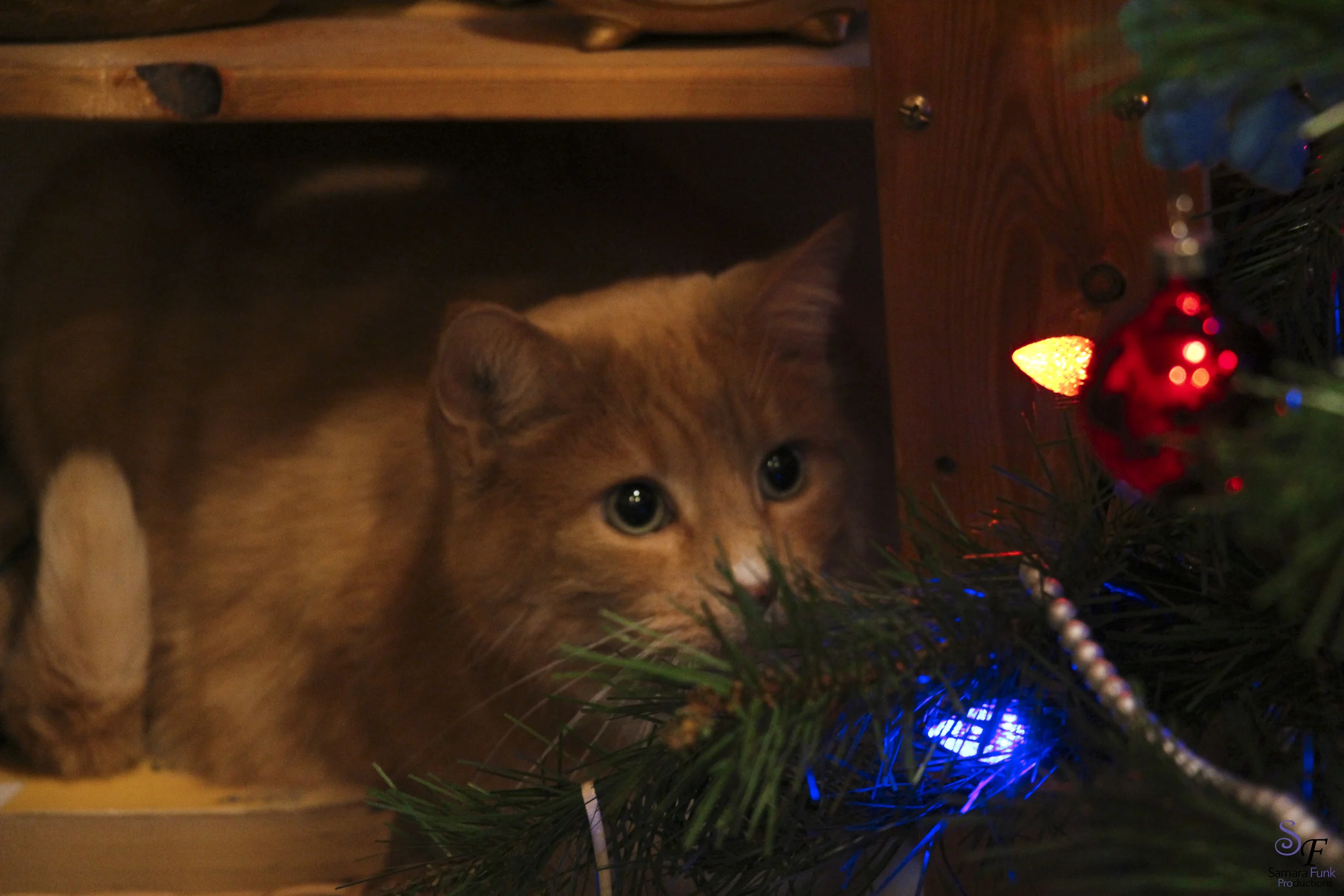 Sara the Christmas kitty.jpg