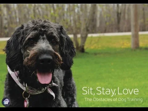 Sit, Stay, Love