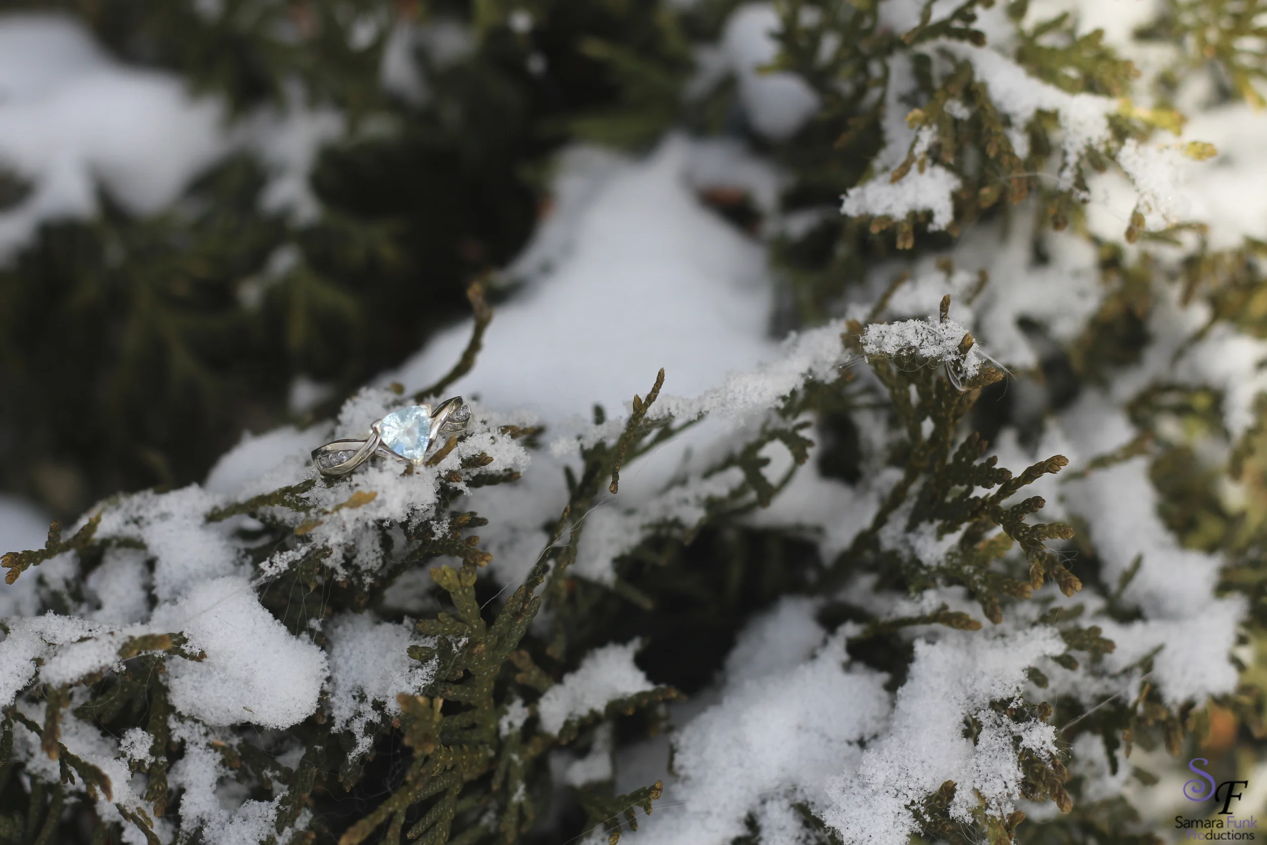 Ringbush.jpg