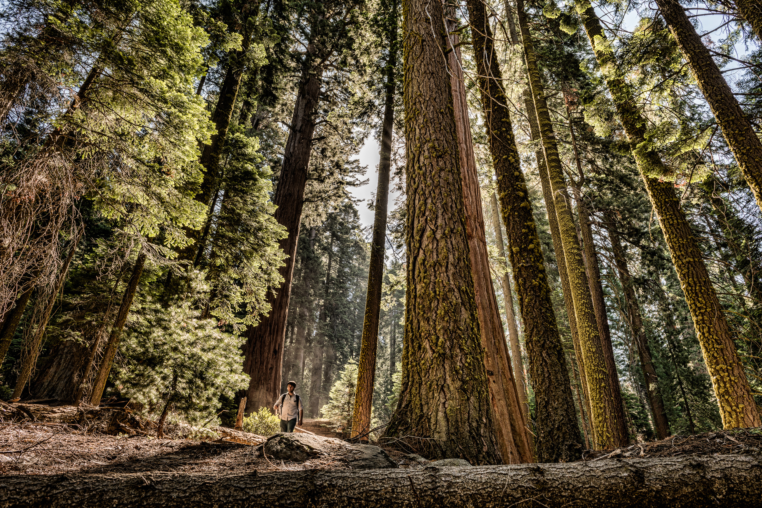 TP_Redwoods-0250-Edit-2.jpg