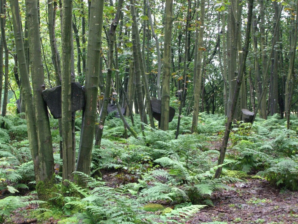 Stone Coppice , by my old favorite Andy Goldsworth y. Coppiced trees were grown around boulders, lifting them up gradually over time. Photo by Nic Rowley . 