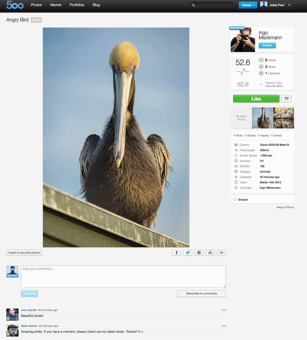 real-bird.jpg