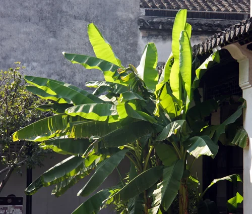 green.jpg