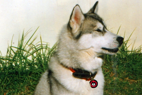 Miko – Wolves Mascot