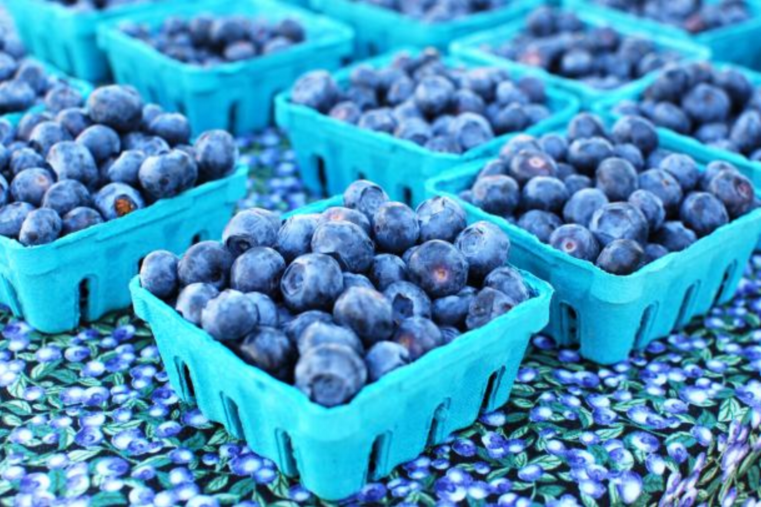Blueberries.jpeg