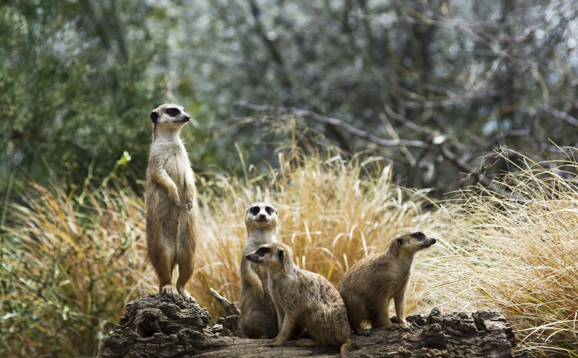 Meercat.jpg