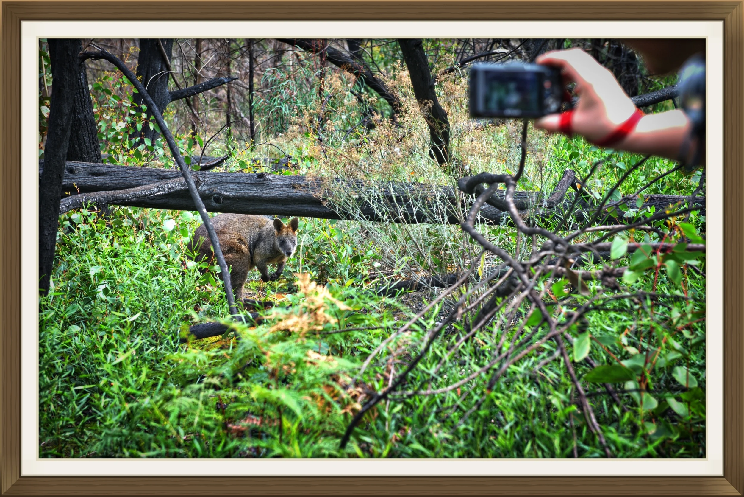 Your Shooting Assignments will groom you to become a better photographer by using the COTHP systematic approach.