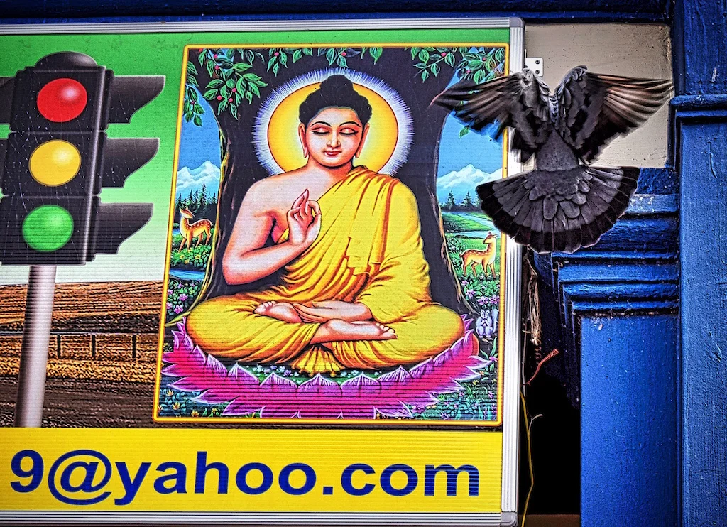 _DSC2040 Photo 8 - Stop, Meditate & Take Flight!.jpg
