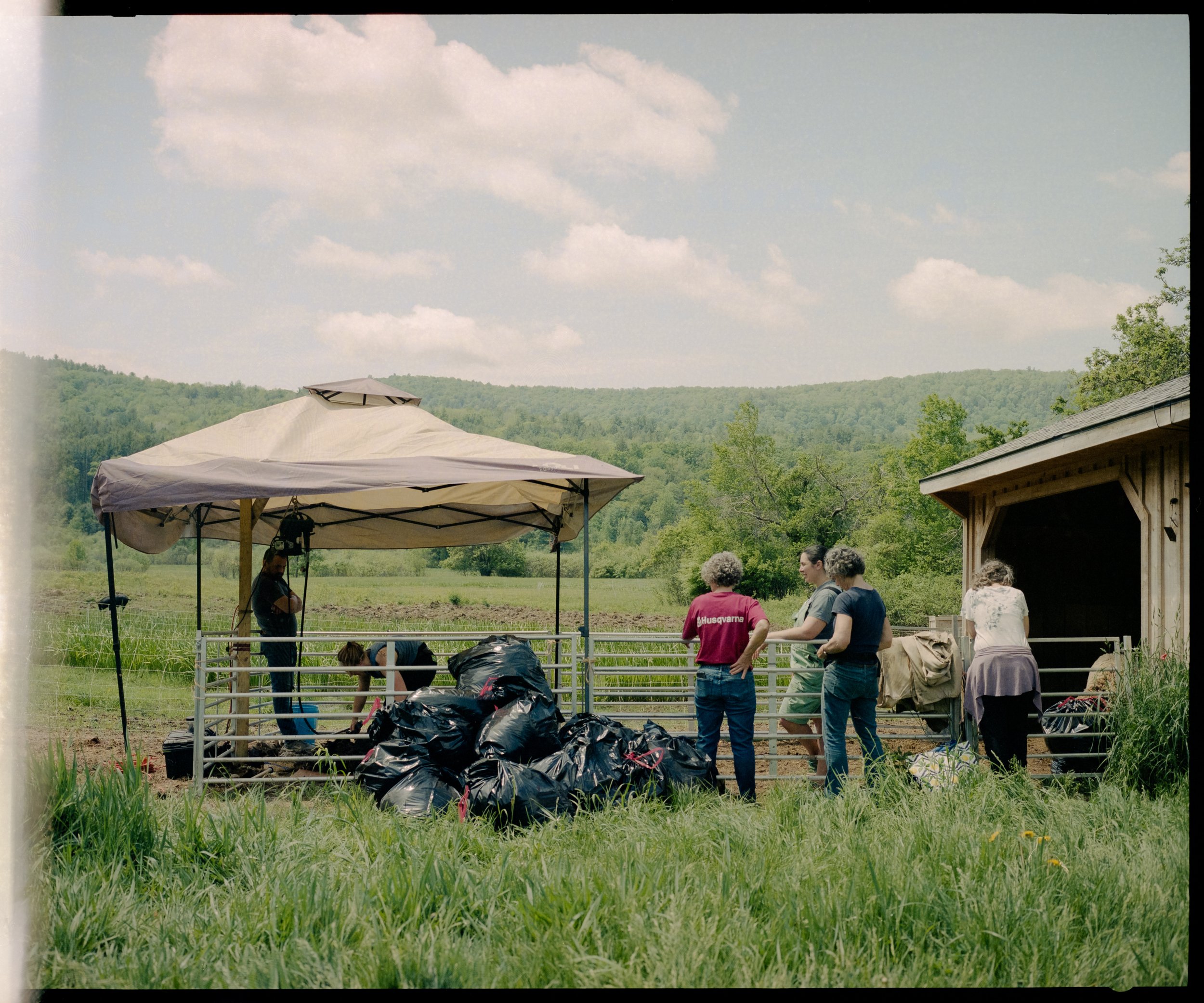 sheep shearing1.jpg