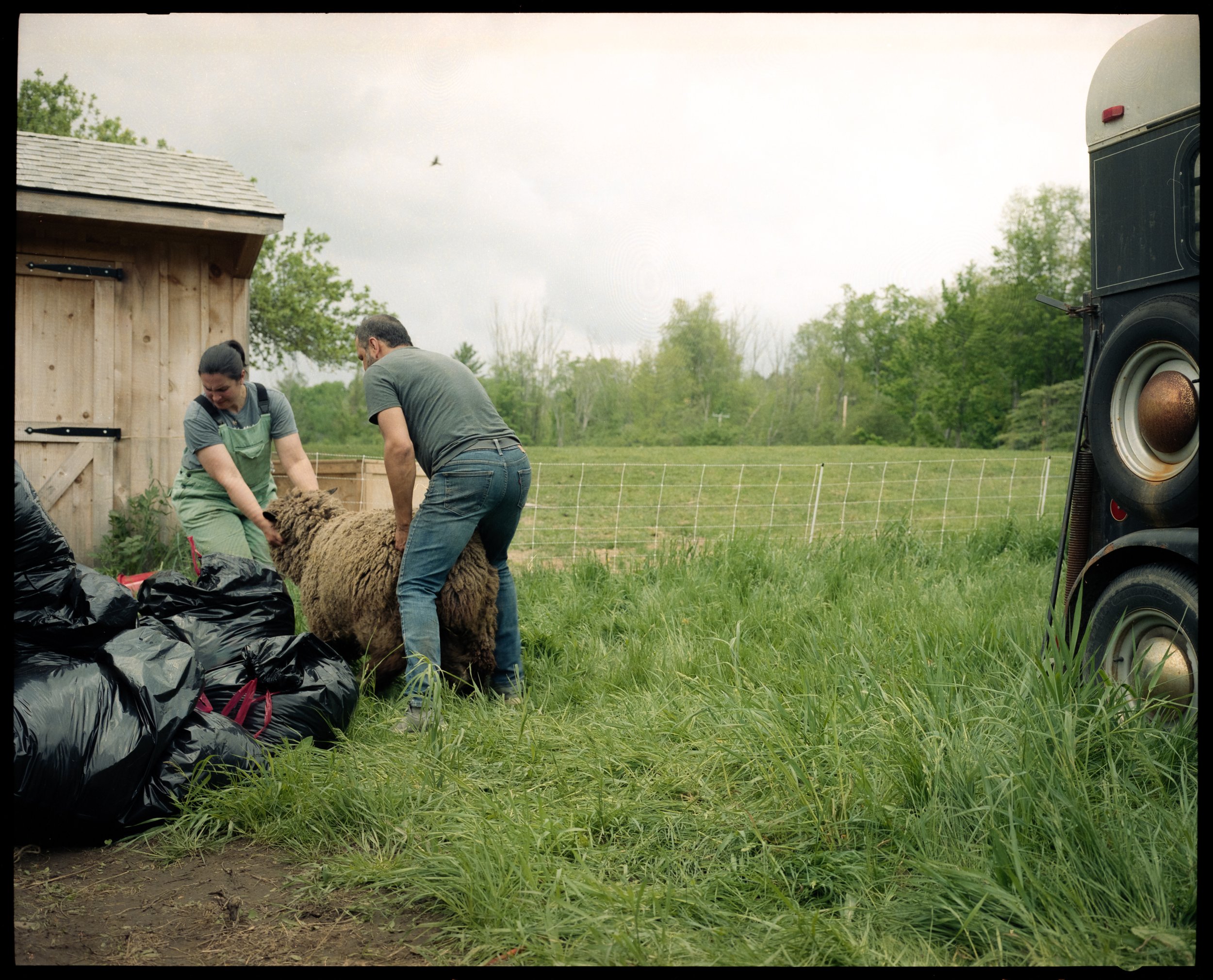 sheep shearing6.jpg