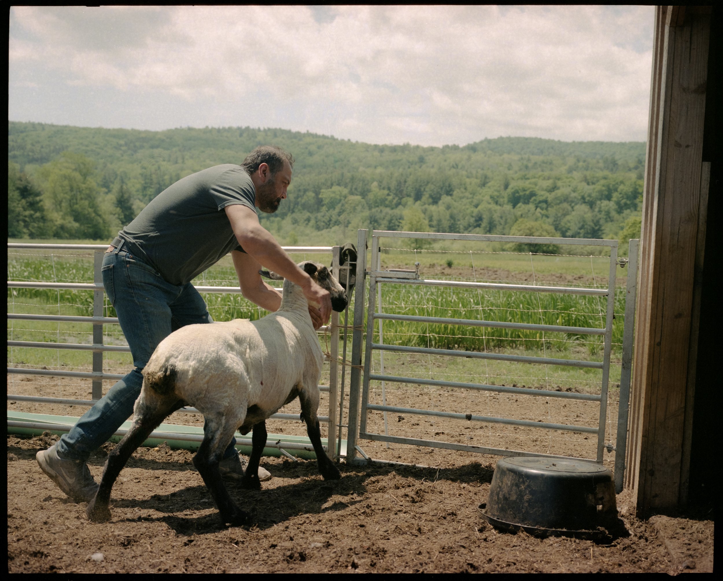 sheep shearing10.jpg