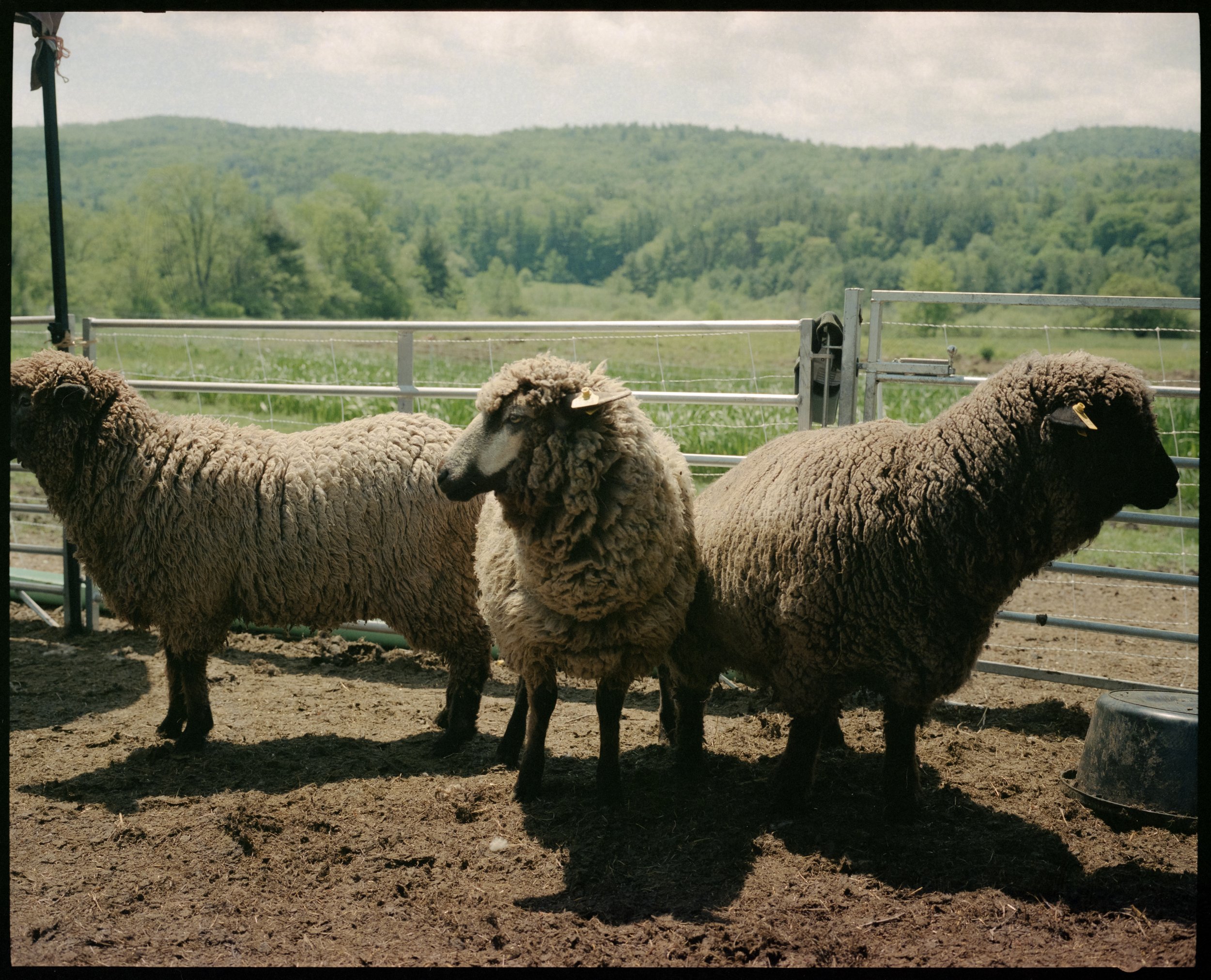 sheep shearing13.jpg