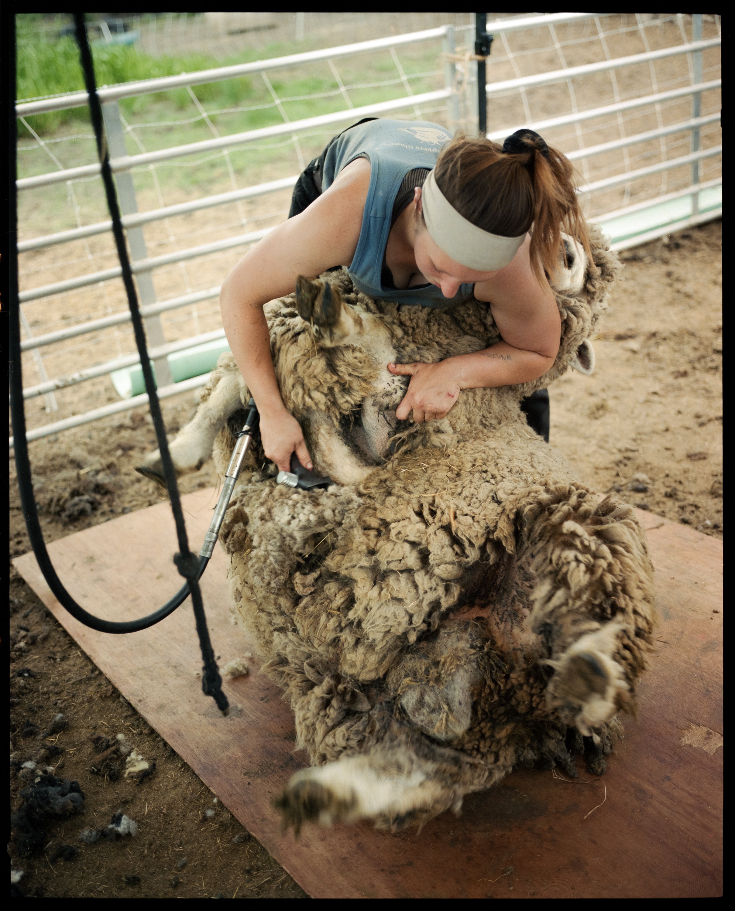 sheep shearing12.jpg