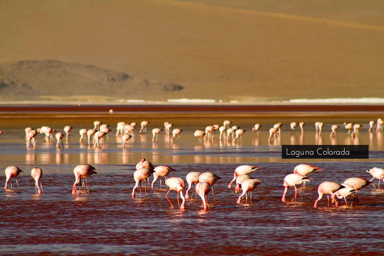 flamencos.jpg