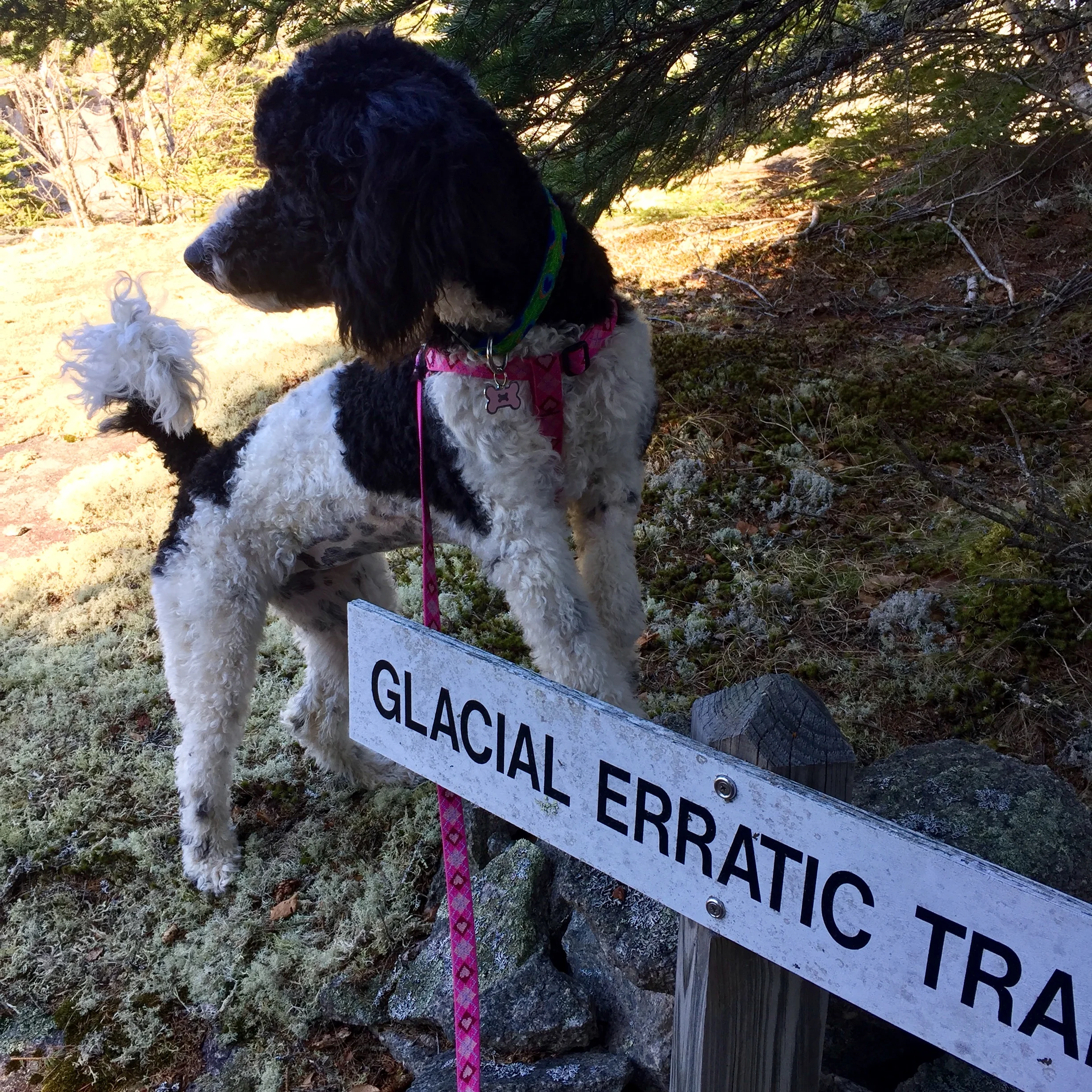 Sweet Fern poses by the sign for the Glacial Erratic Trail on a walk at Settlement Quarry.