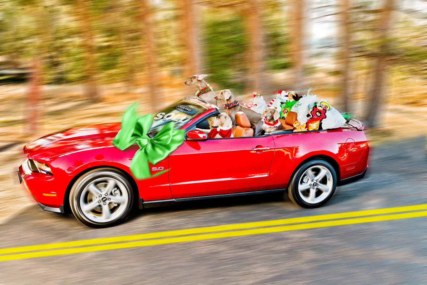 DOGS_IN_CAR_47_GTDogs_SQSPweb.jpg