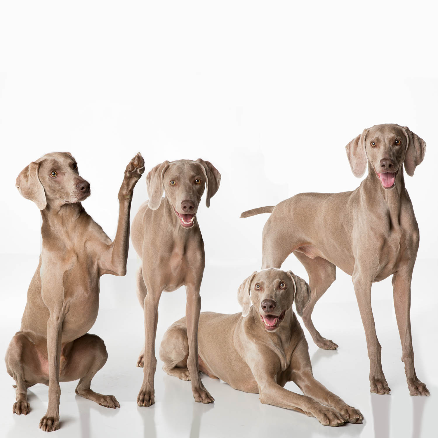 06_Dogs2012-2_SQSPweb.jpg