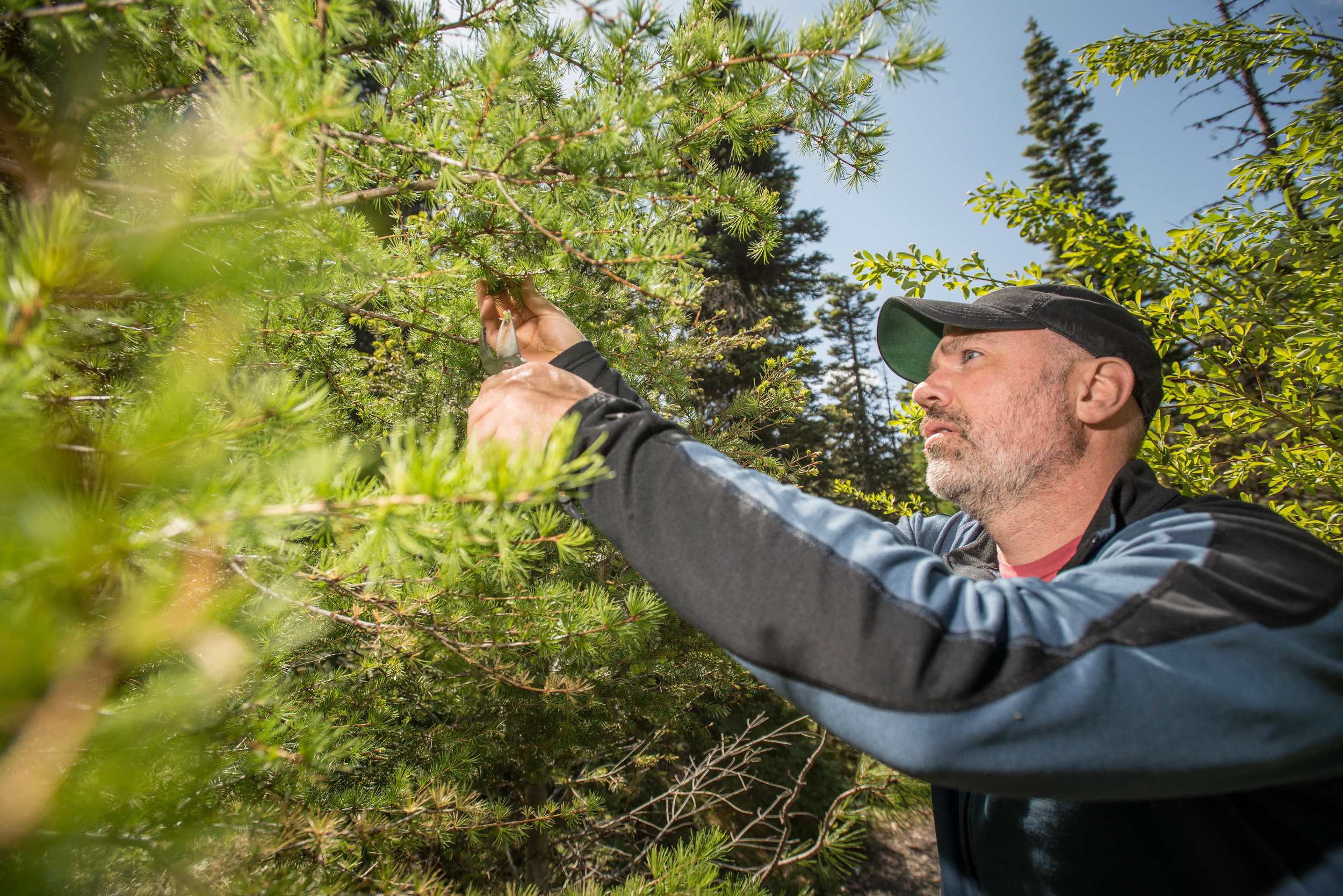 Forestry does some interesting field trips around the pacific northwest. They collect samples of different flora from the varying climates accessible in our area.