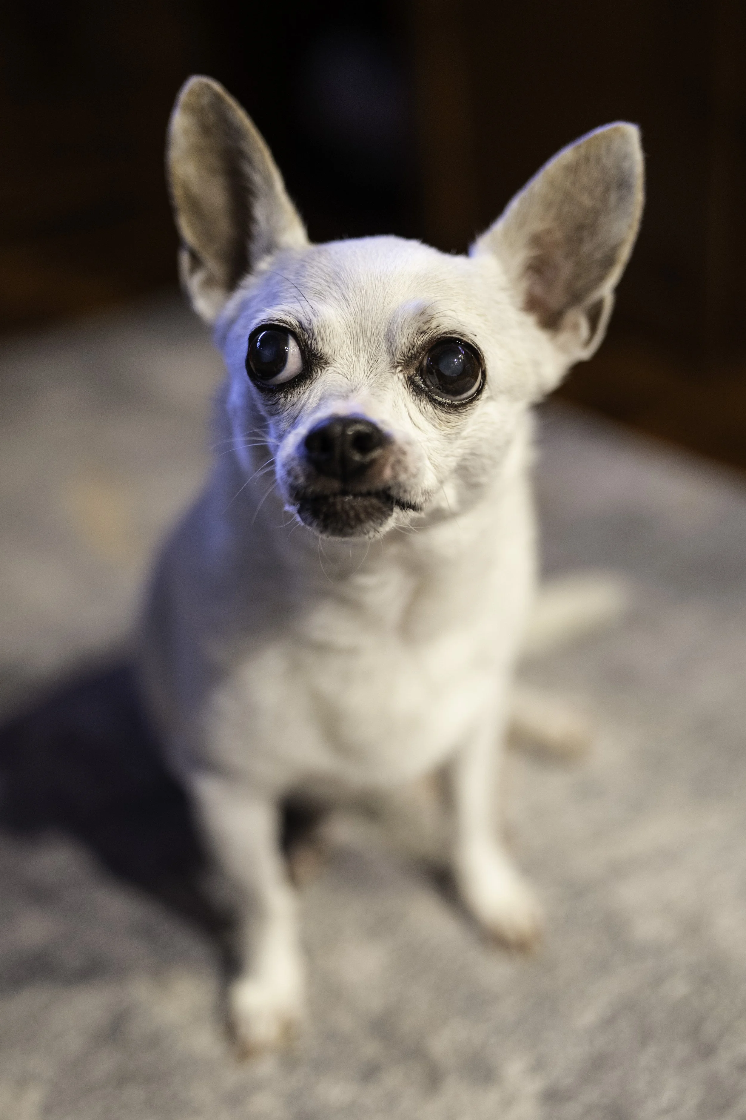 Walkabout December 2024-203016.JPG