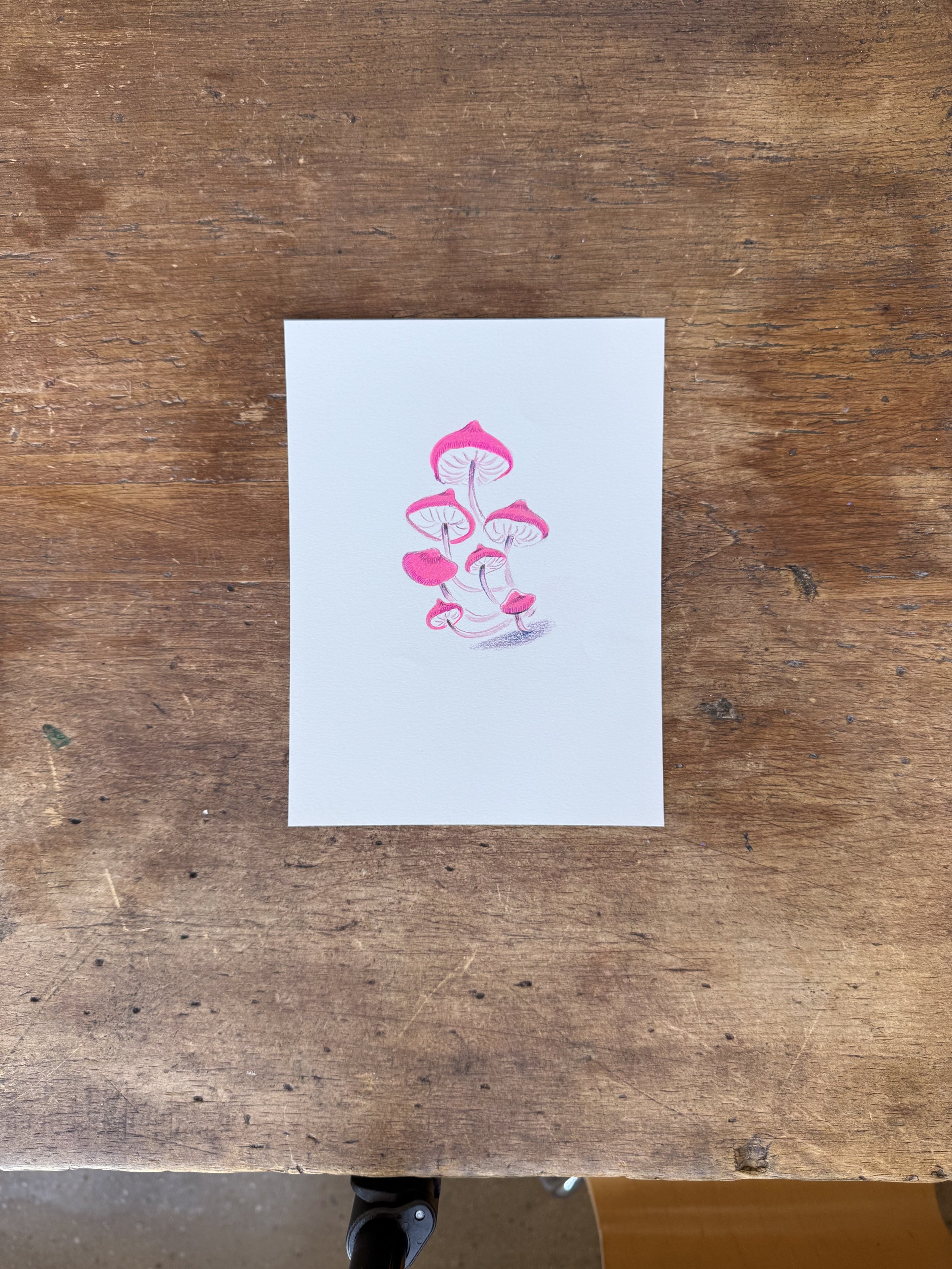 Pink Fairy Mushrooms