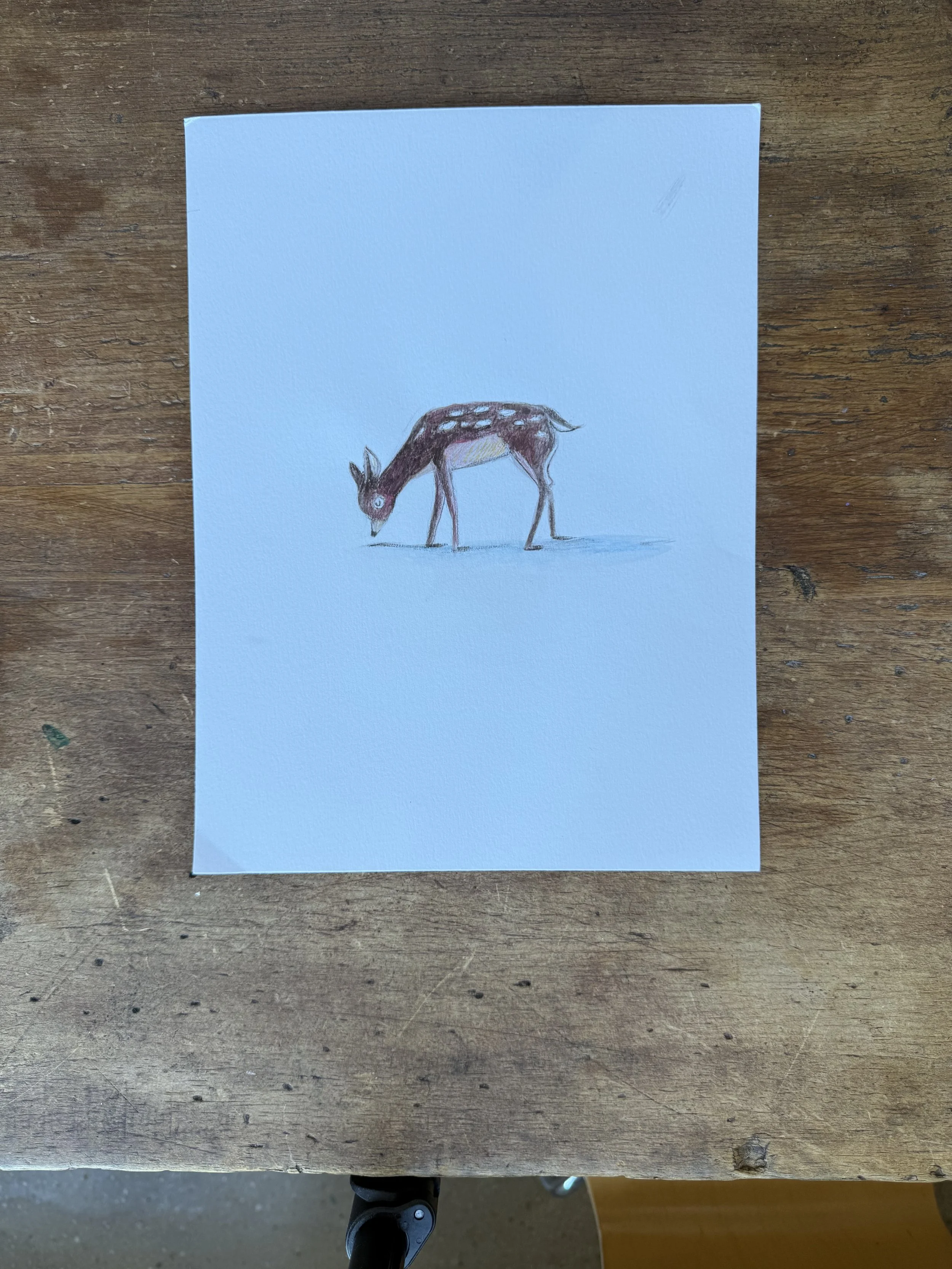 Fawn