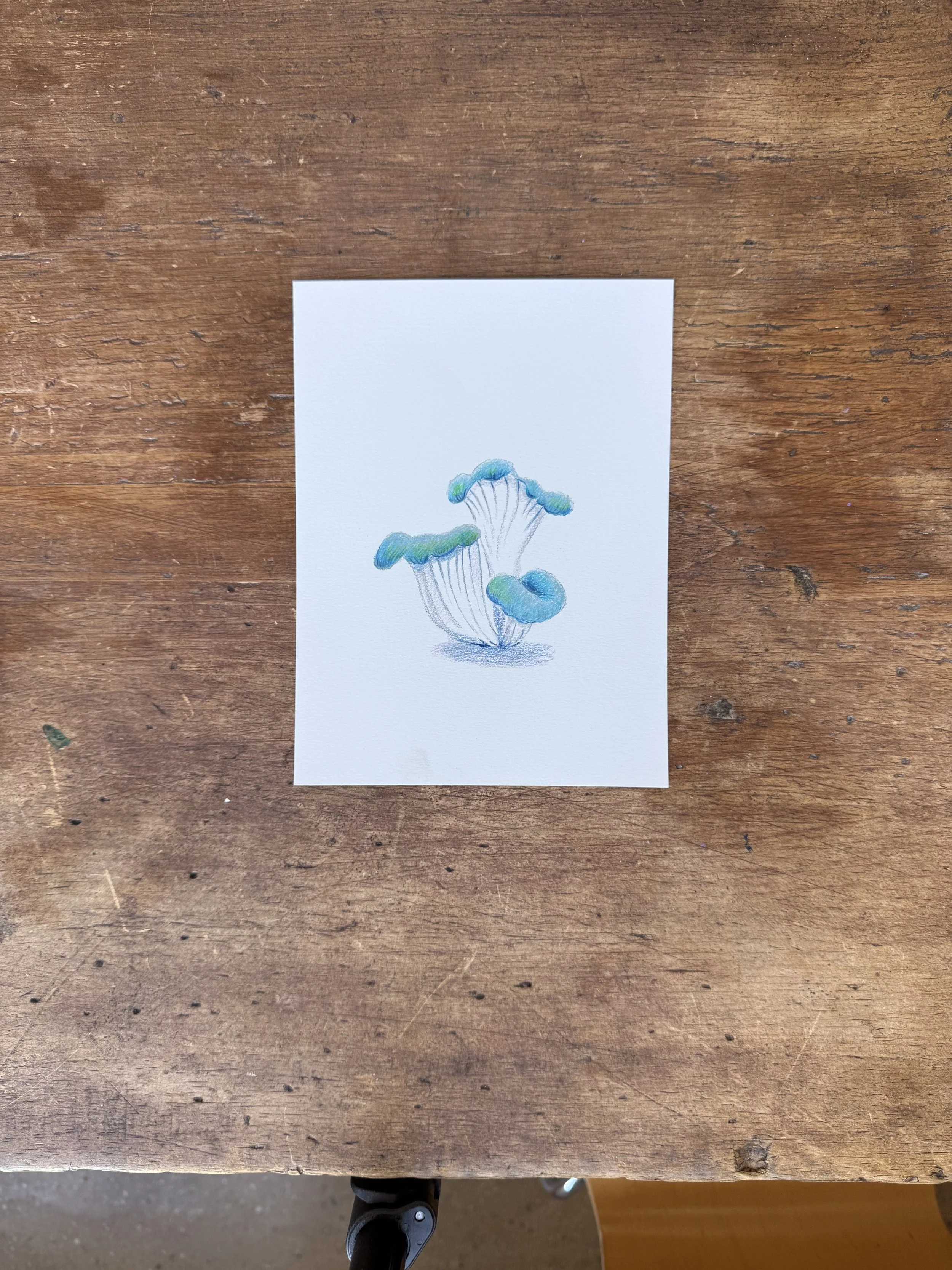Blue Mushroom