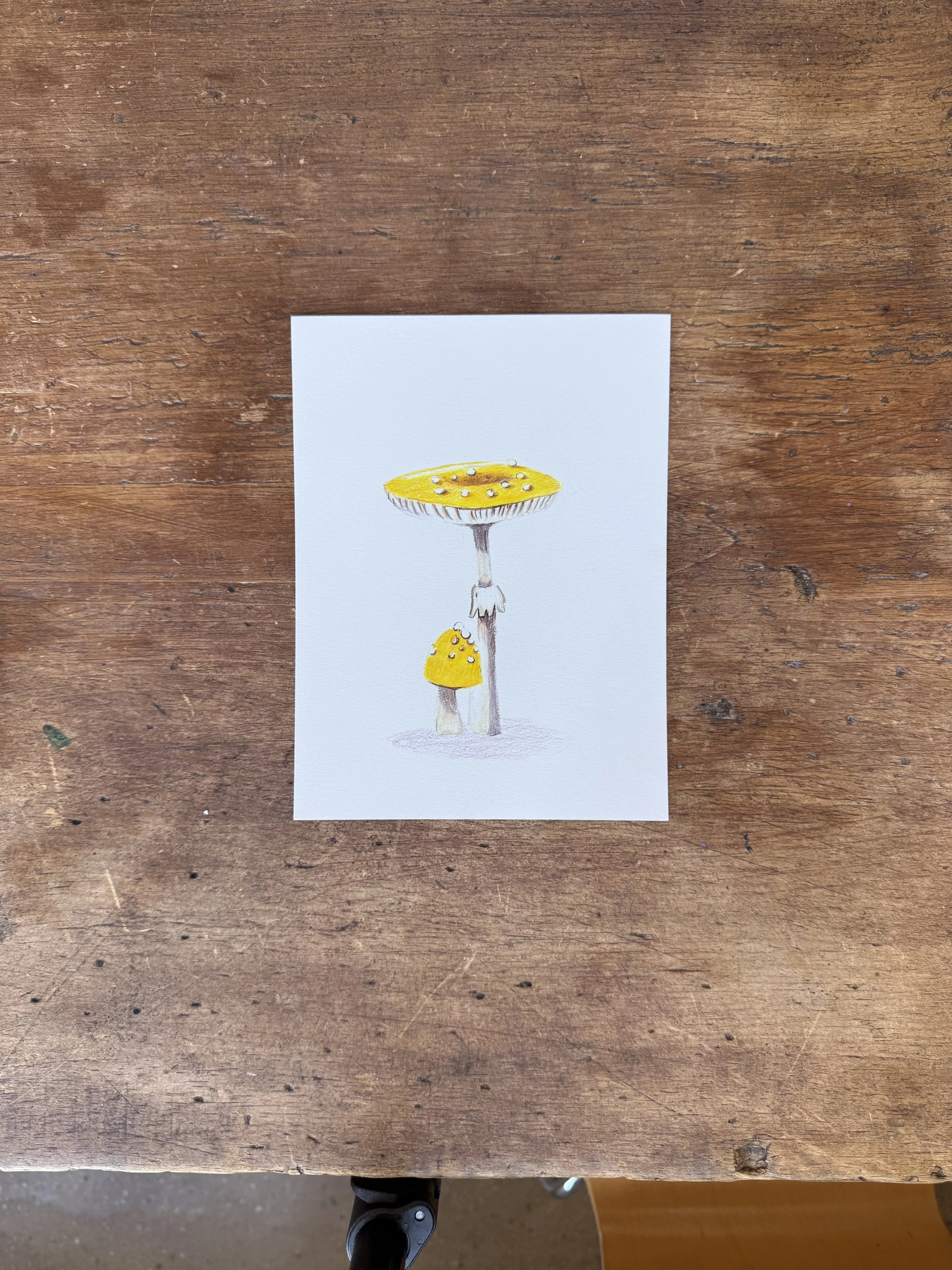 Yellow Patches Mushroom