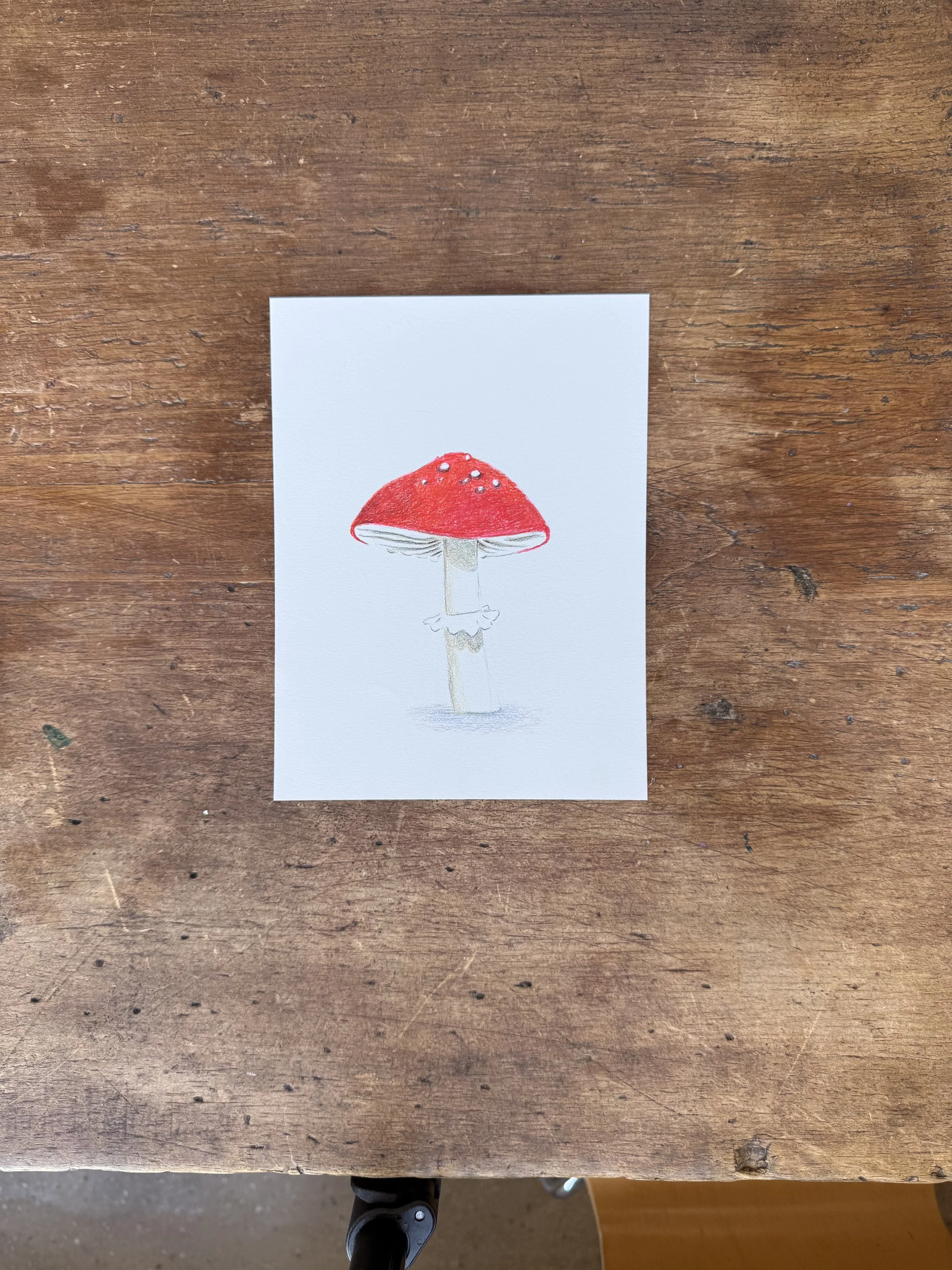 Amanita Muscaria