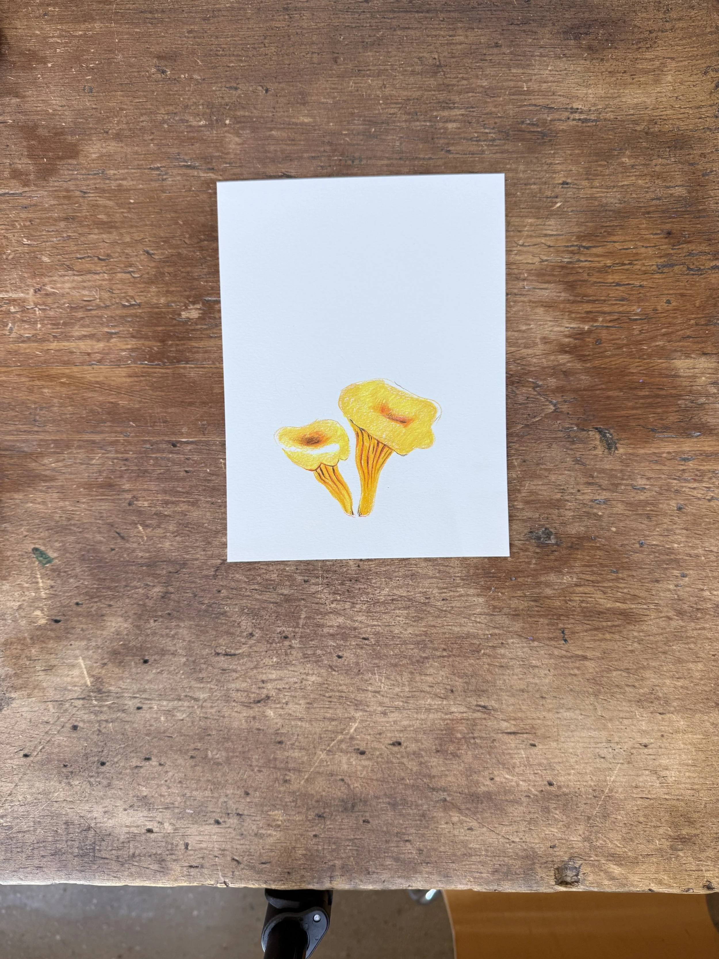 Chanterelle Mushroom