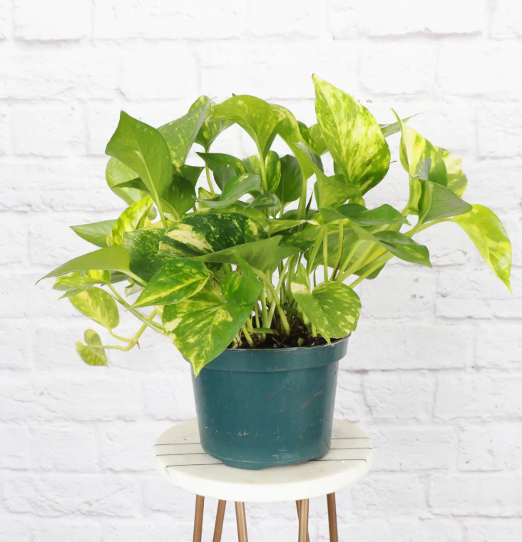 4 inch Pothos