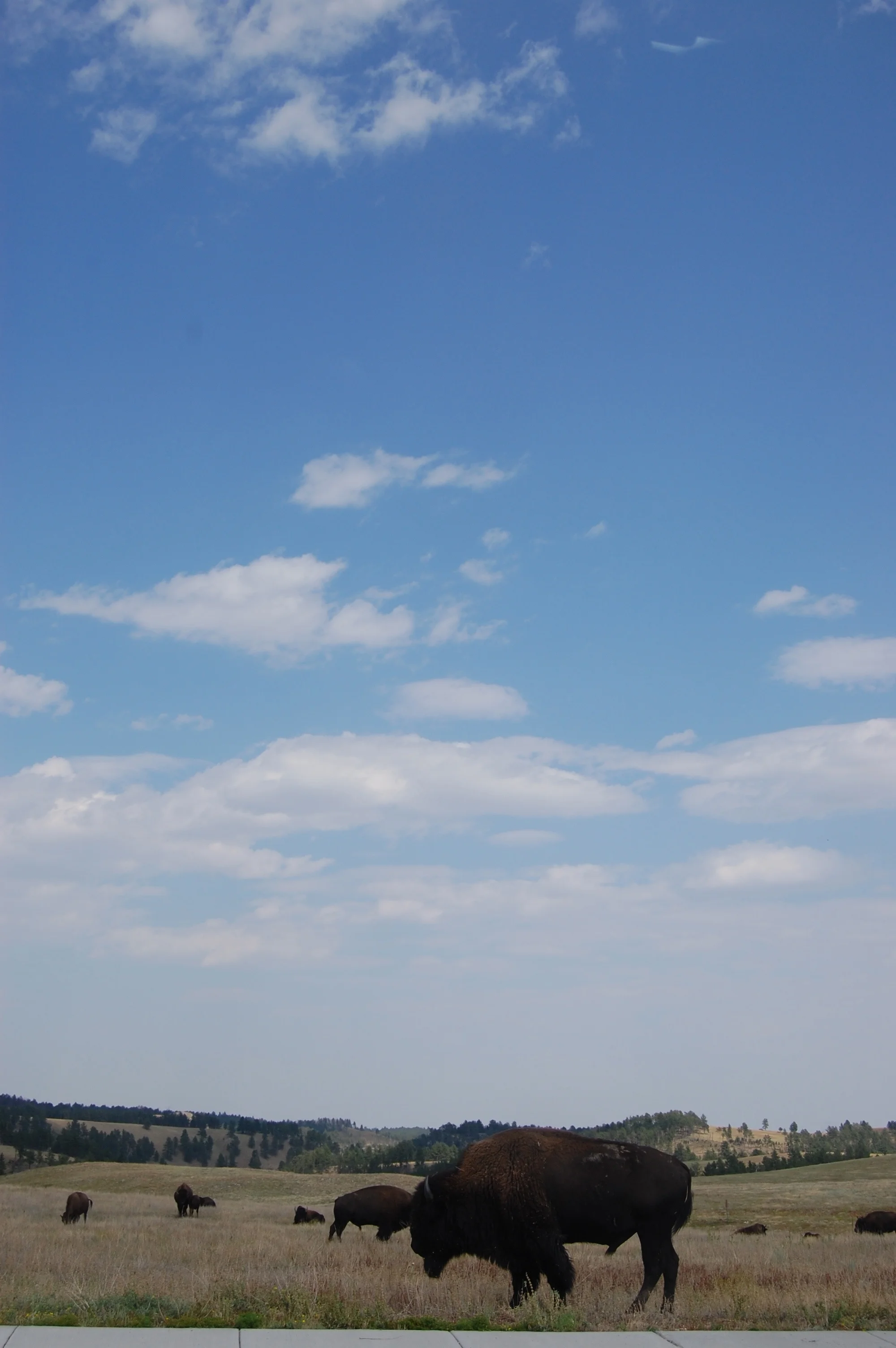 DSC_0966.jpg