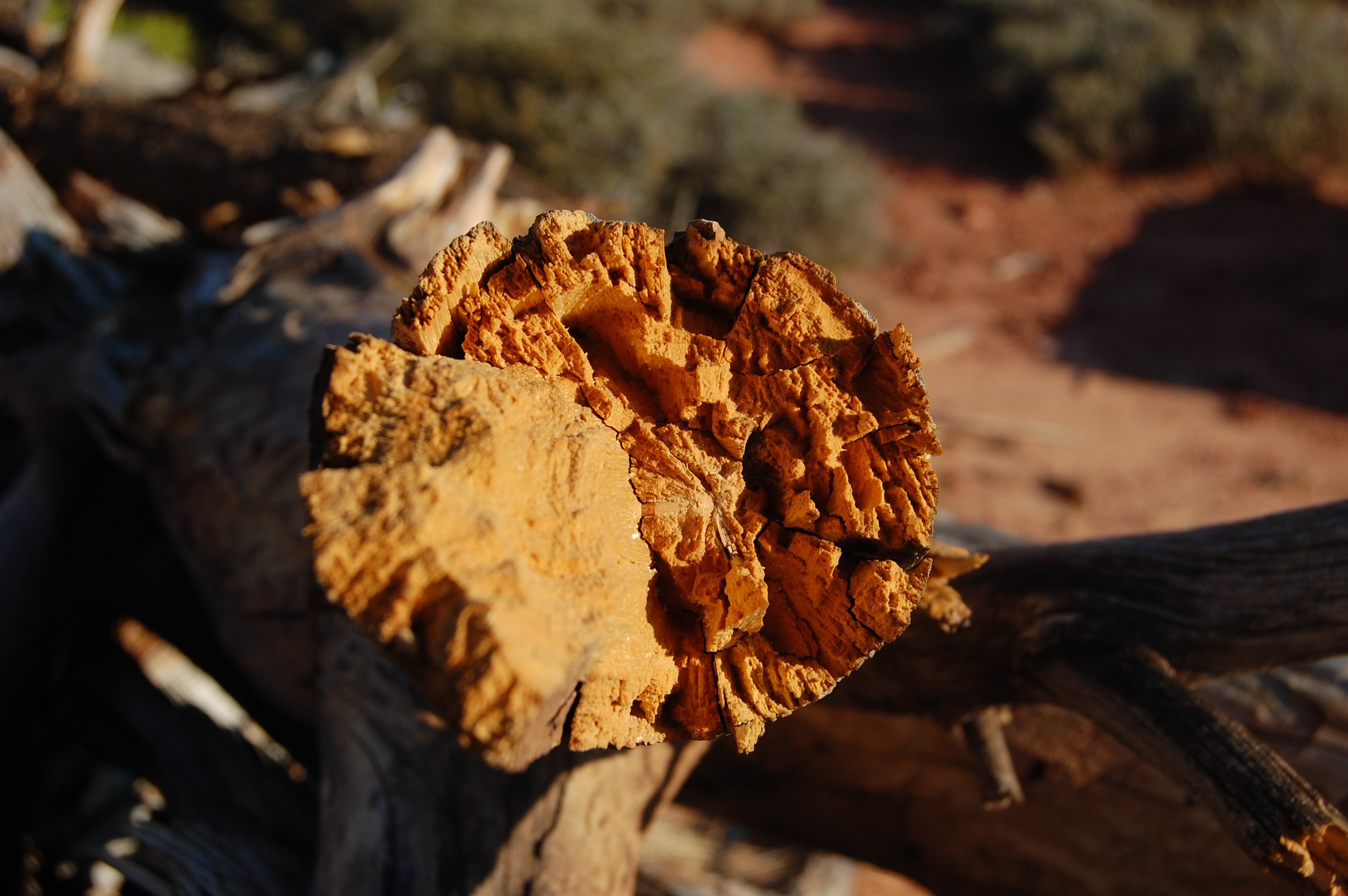DSC_0686_2.jpg