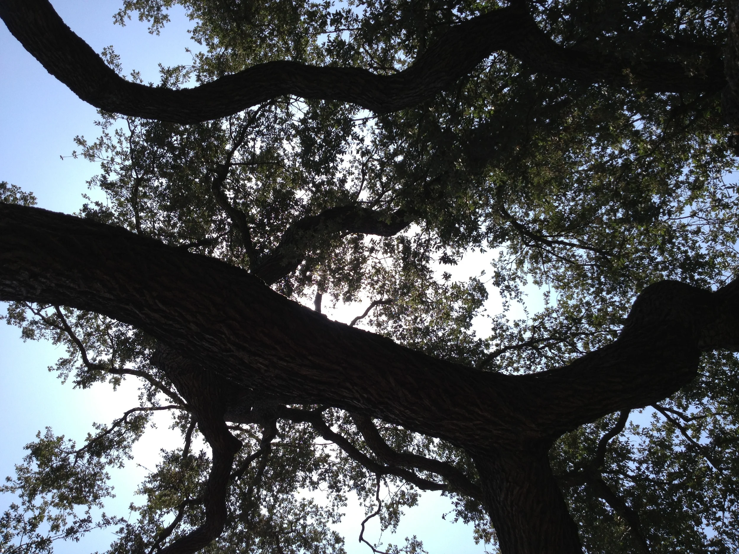 Huntington Library garden California oak