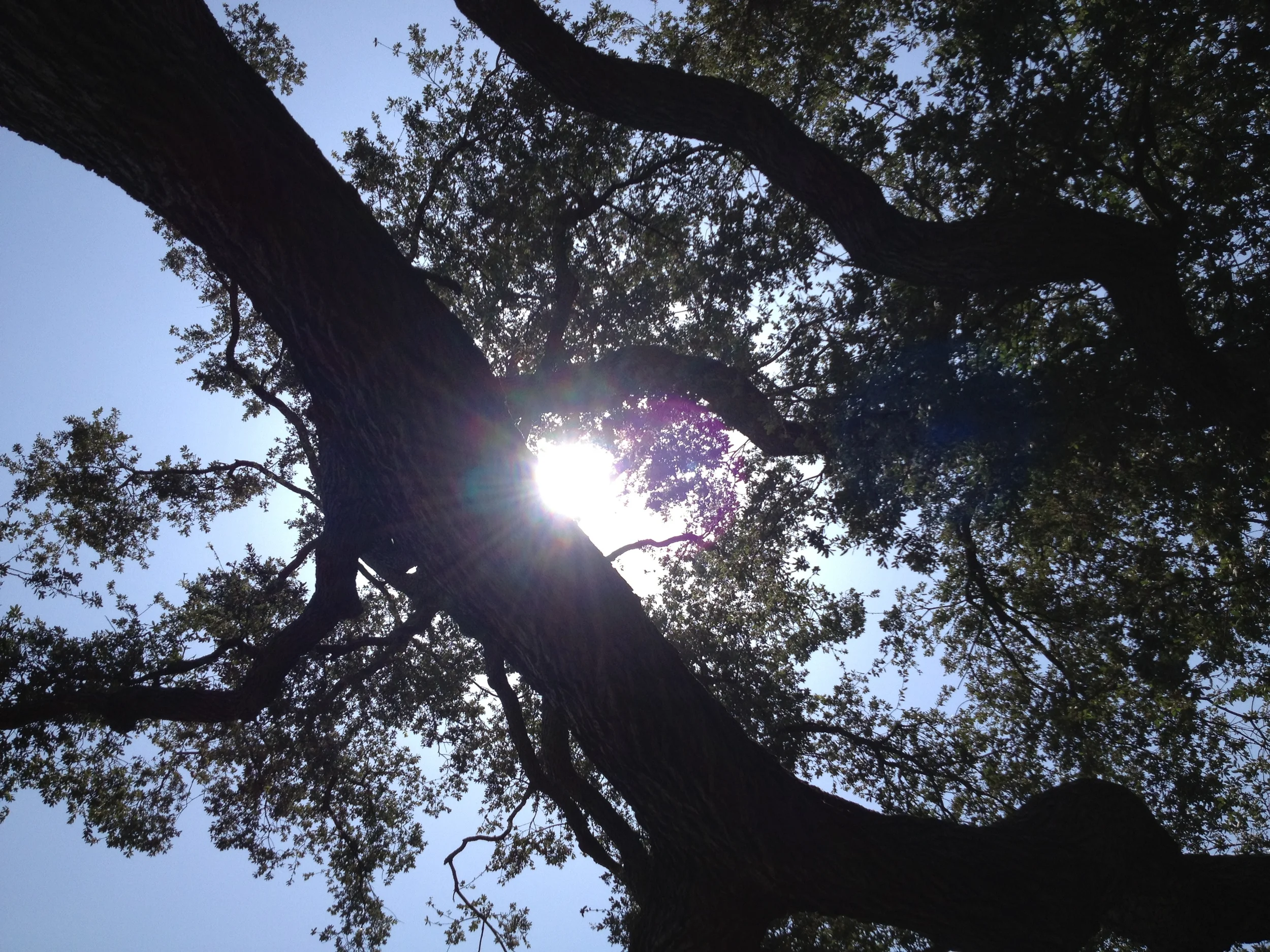 Huntington Library garden California oak silhouette