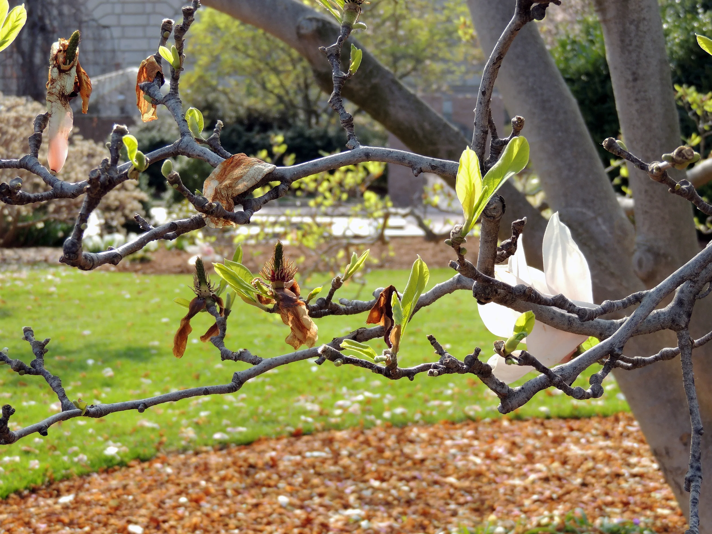 DSCN4132.JPG