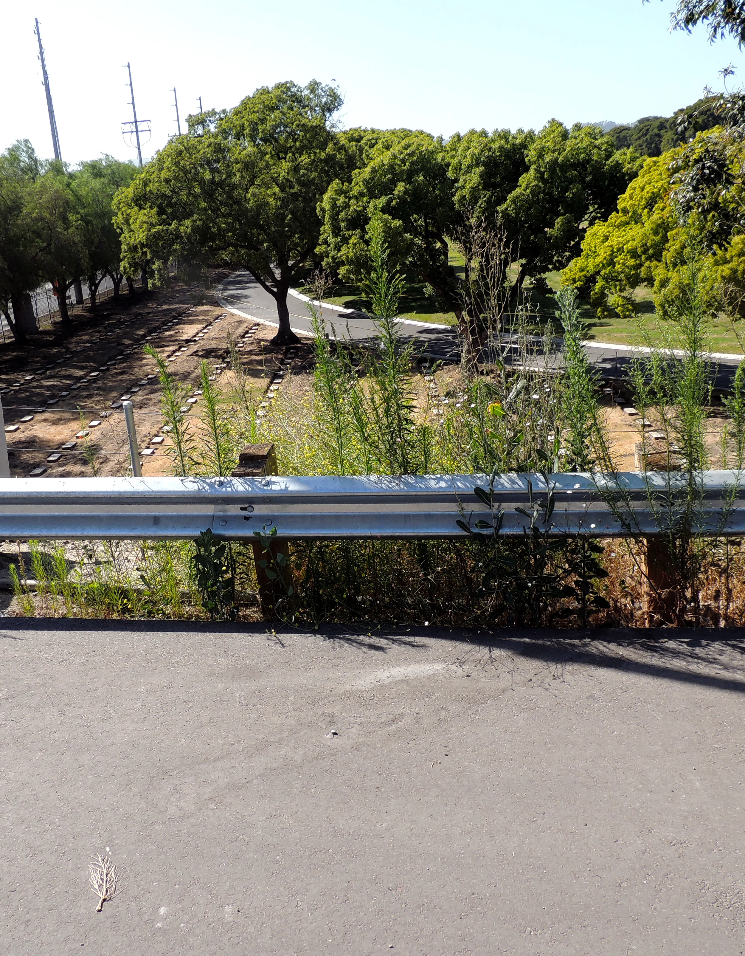 Newly dug graves at the VA