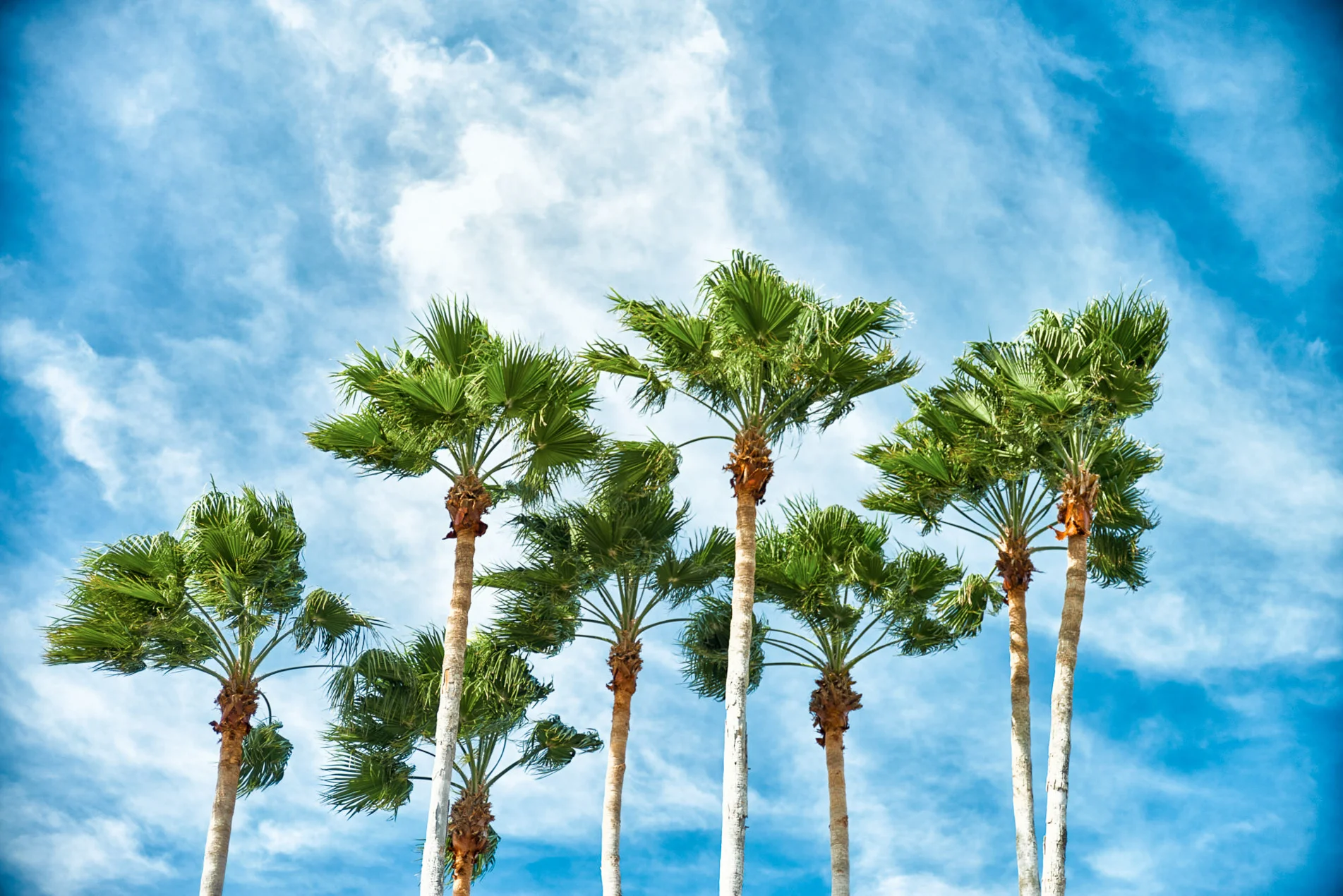 Palm_Tree_Tops_1412