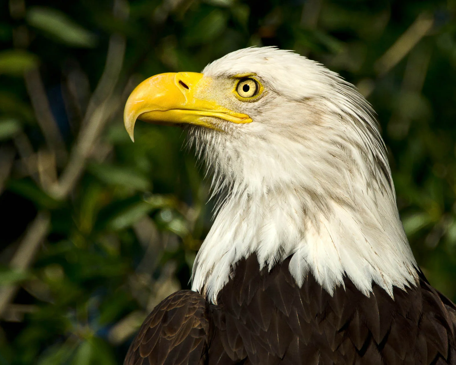 Bald_Eagle_8016