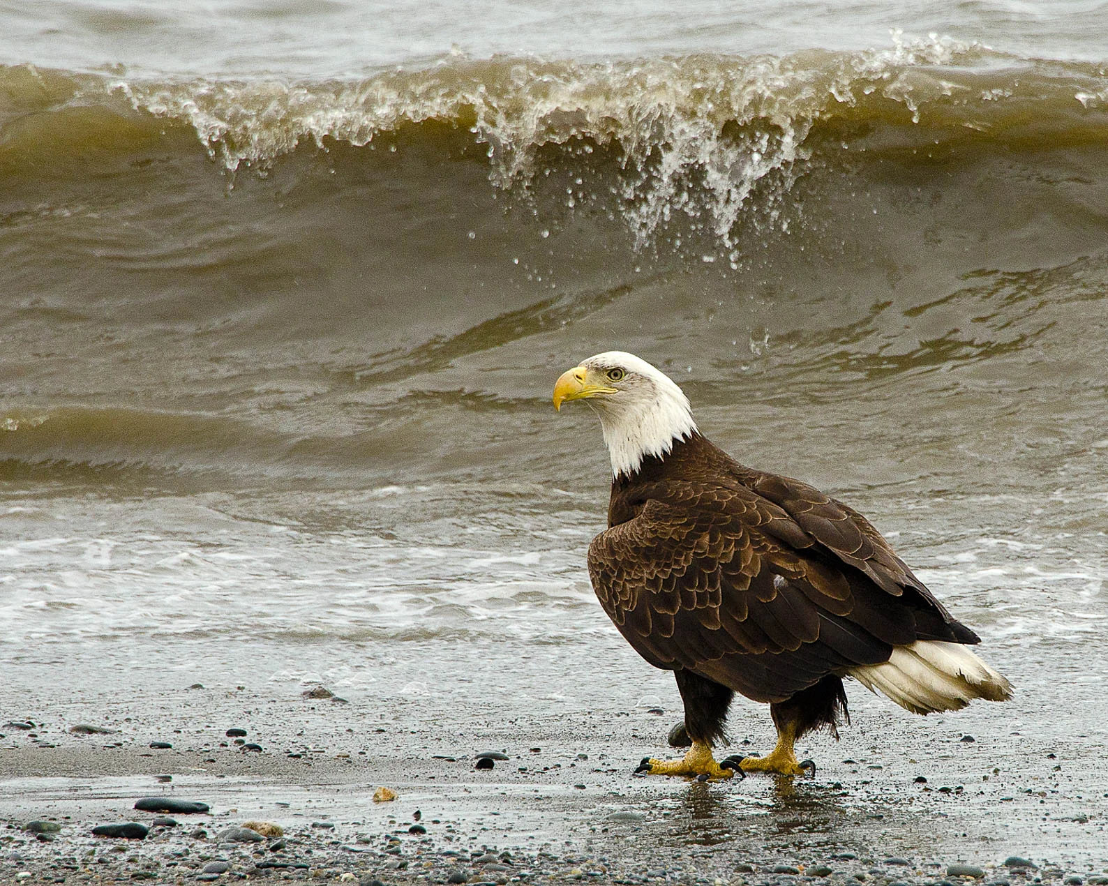 Bald_Eagle