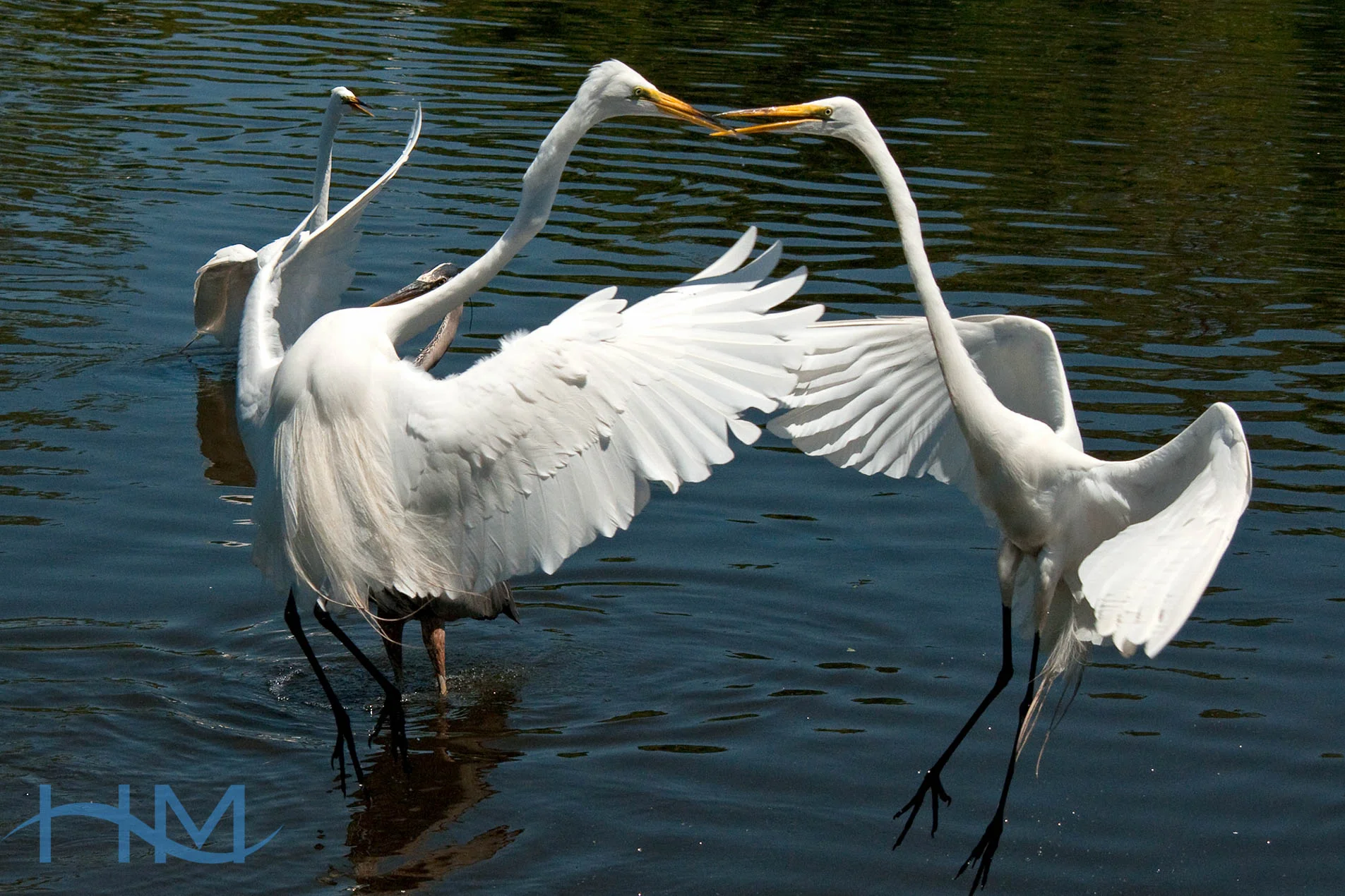 Egrets_Two_1629
