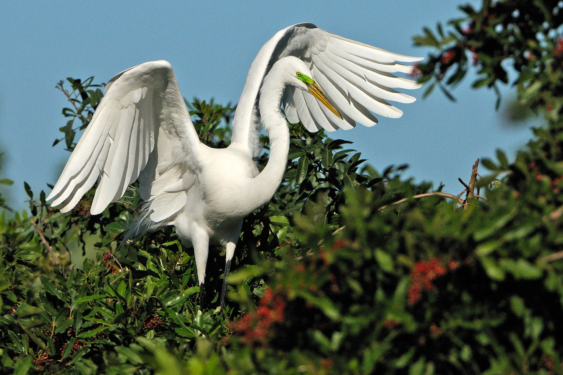 Great_Egret_Landing_2876