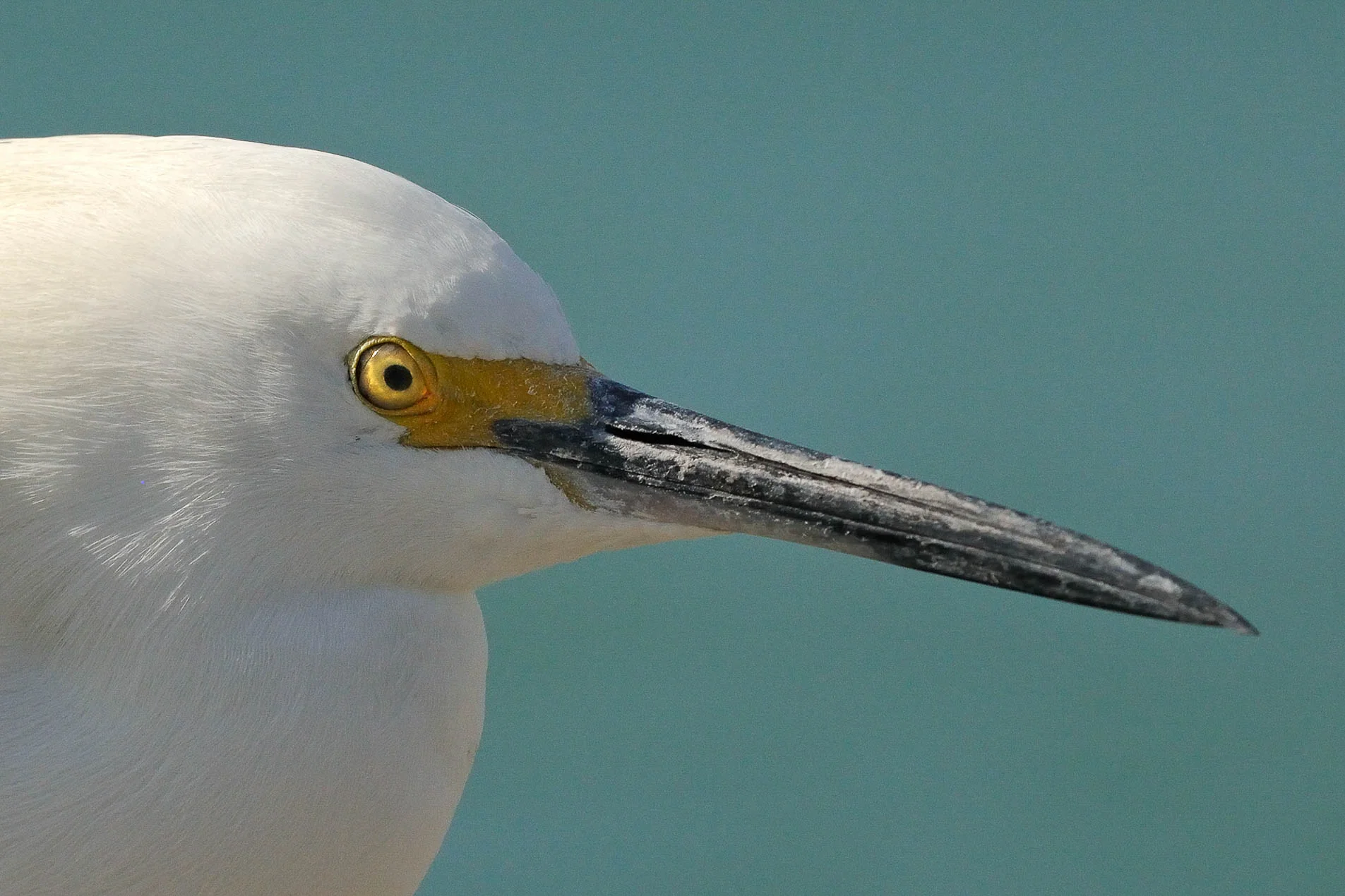 Snowy_Egret_Close_Up_2654