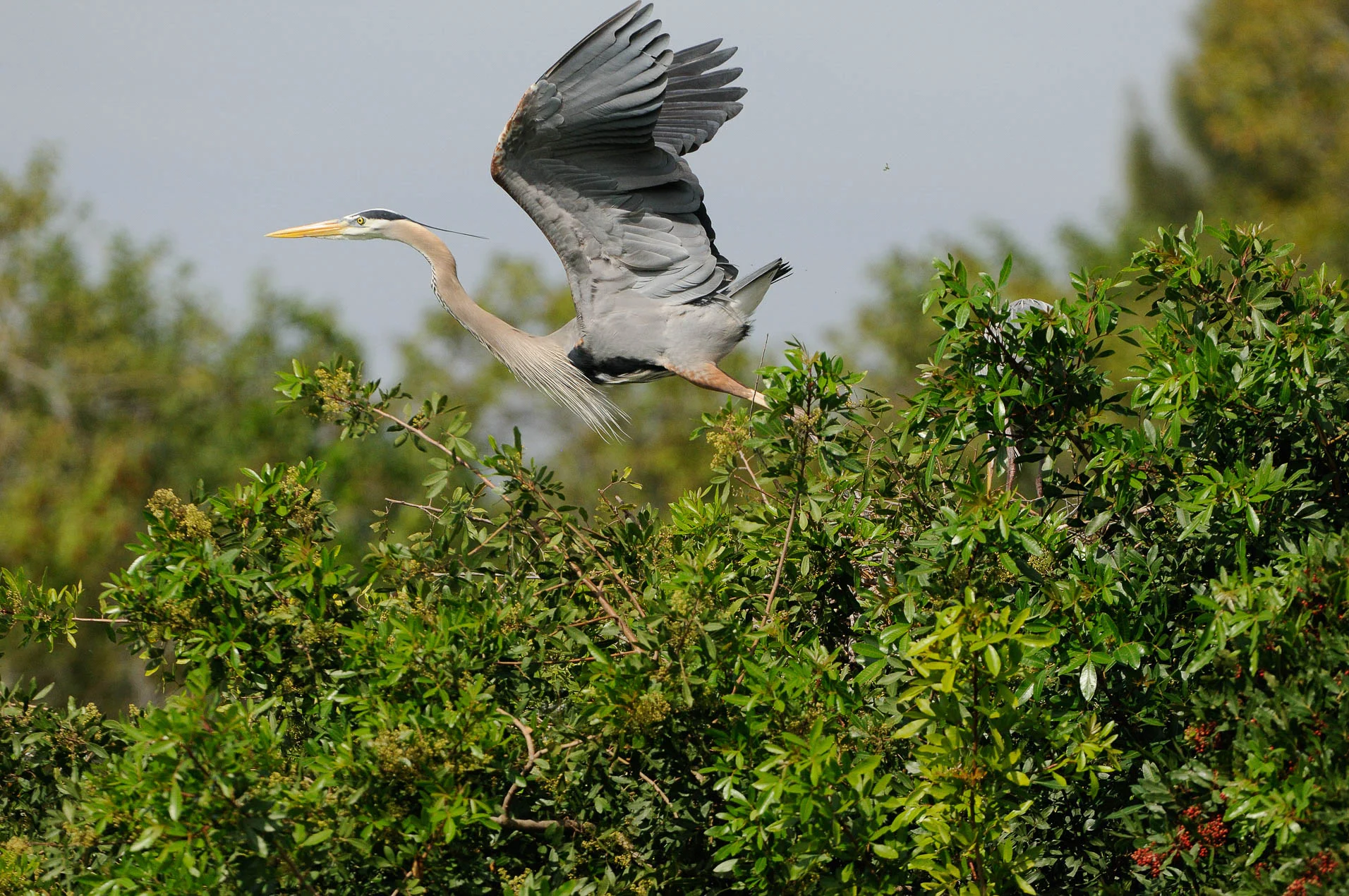 Great_Blue_Heron