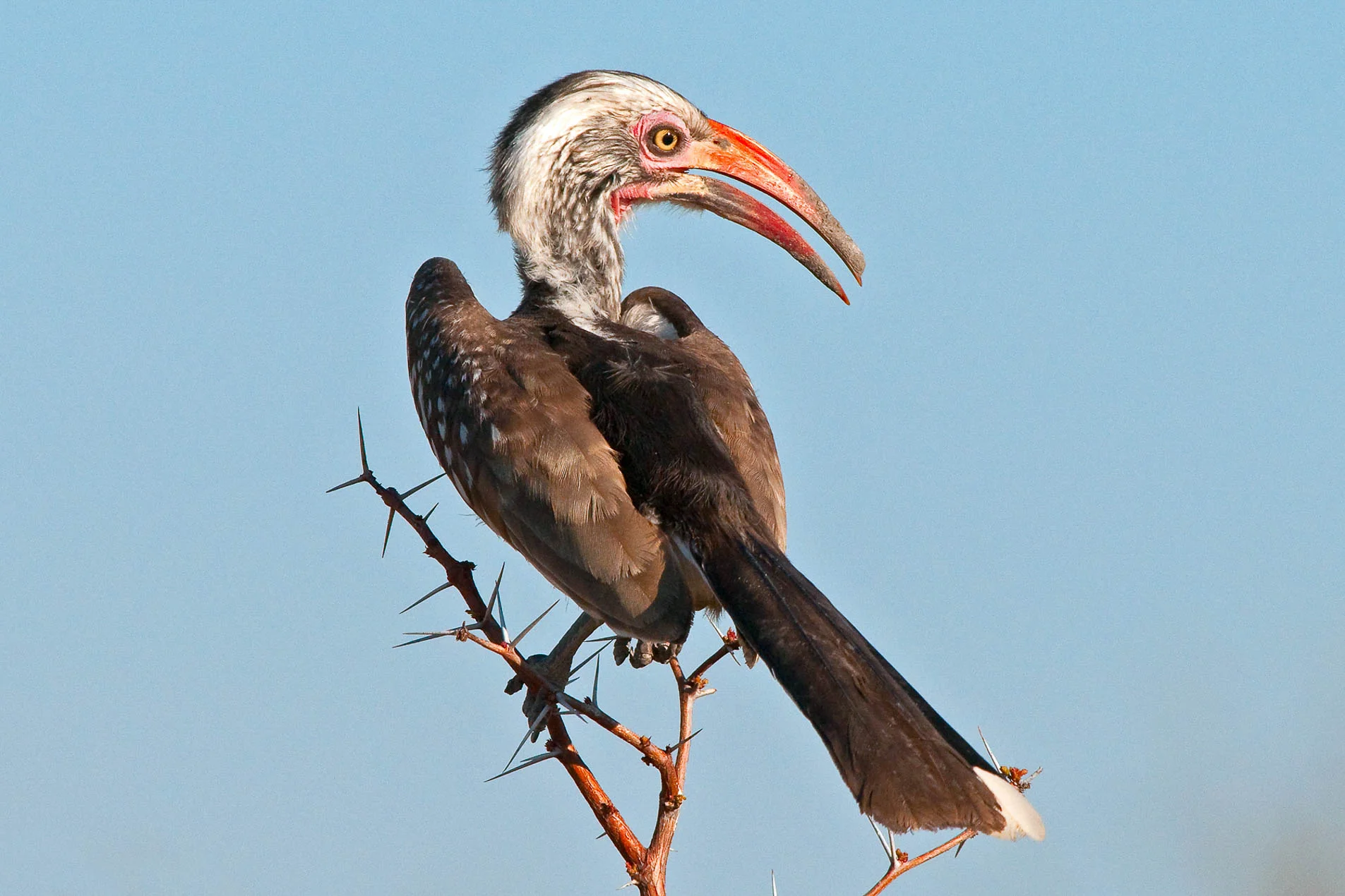 Hornbill_4463
