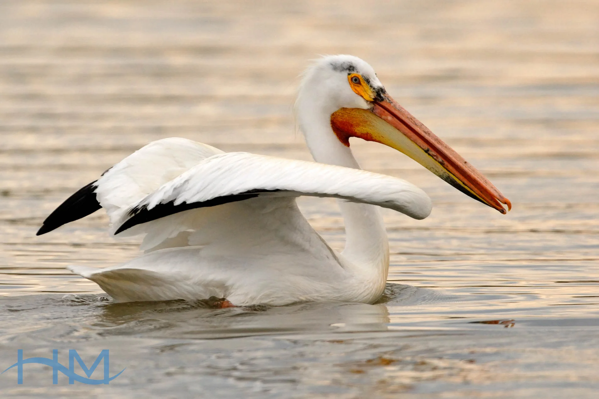 Pelican