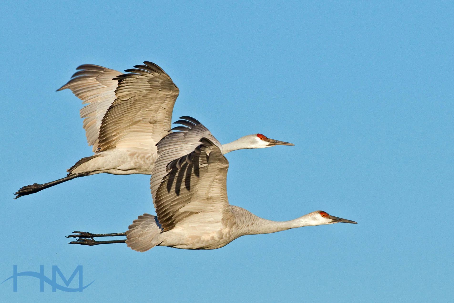 Sandhill_Cranes_Flying_8534
