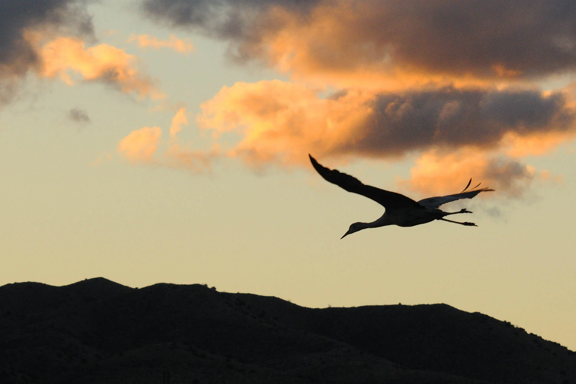 Sandhill_Crane_Silhouette_0105