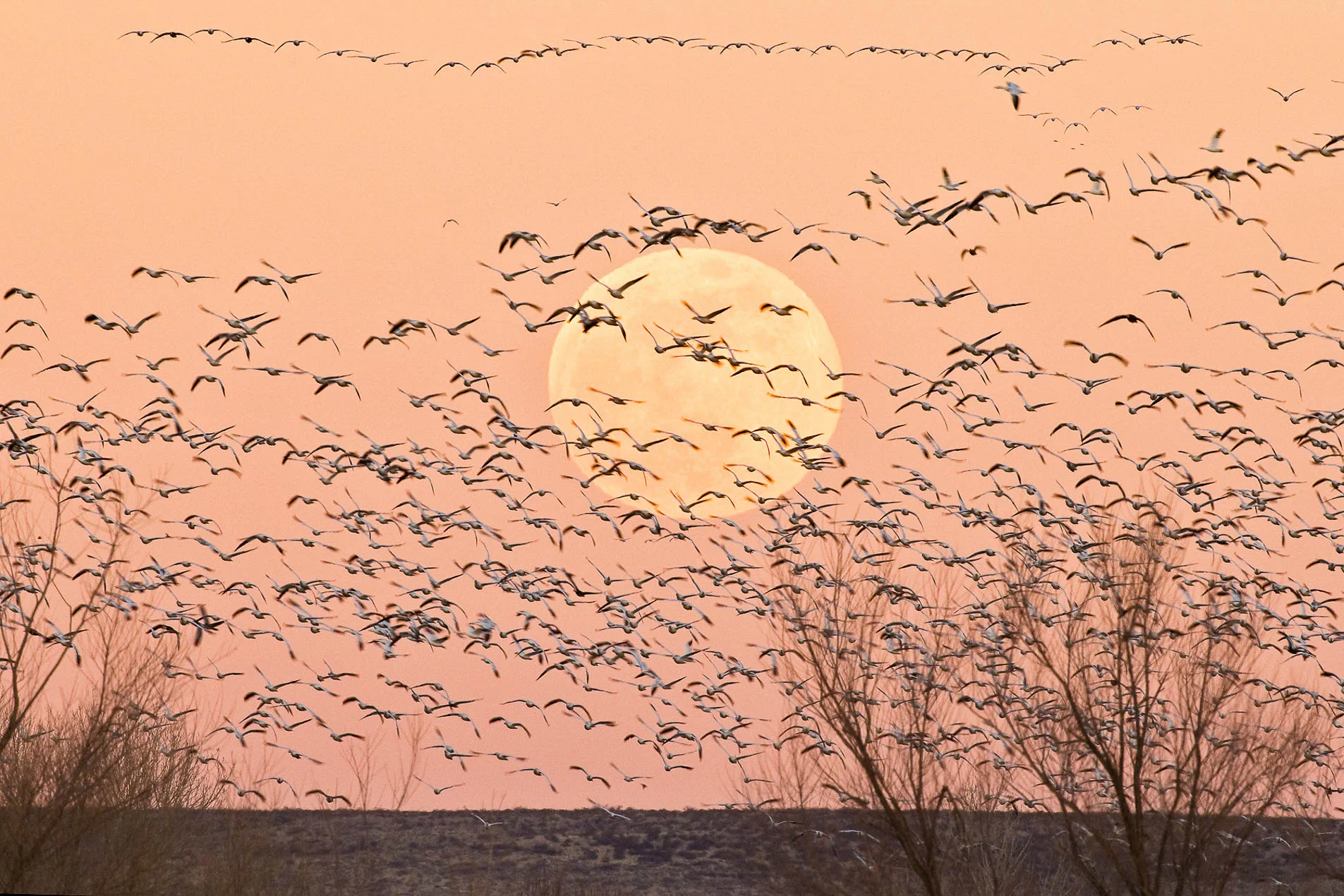 Snow_Geese_&_Moon_7954